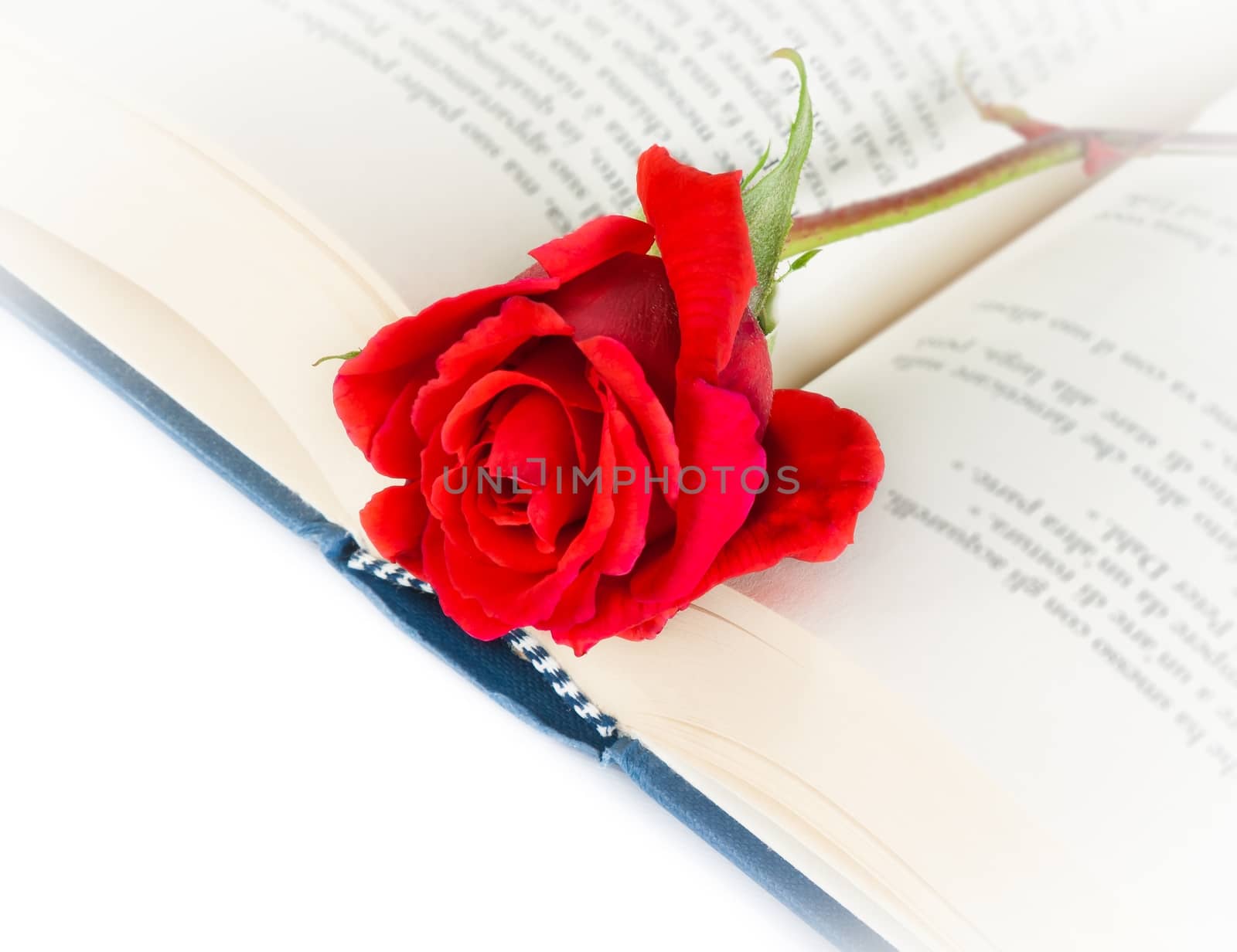 red rose on open book on white background