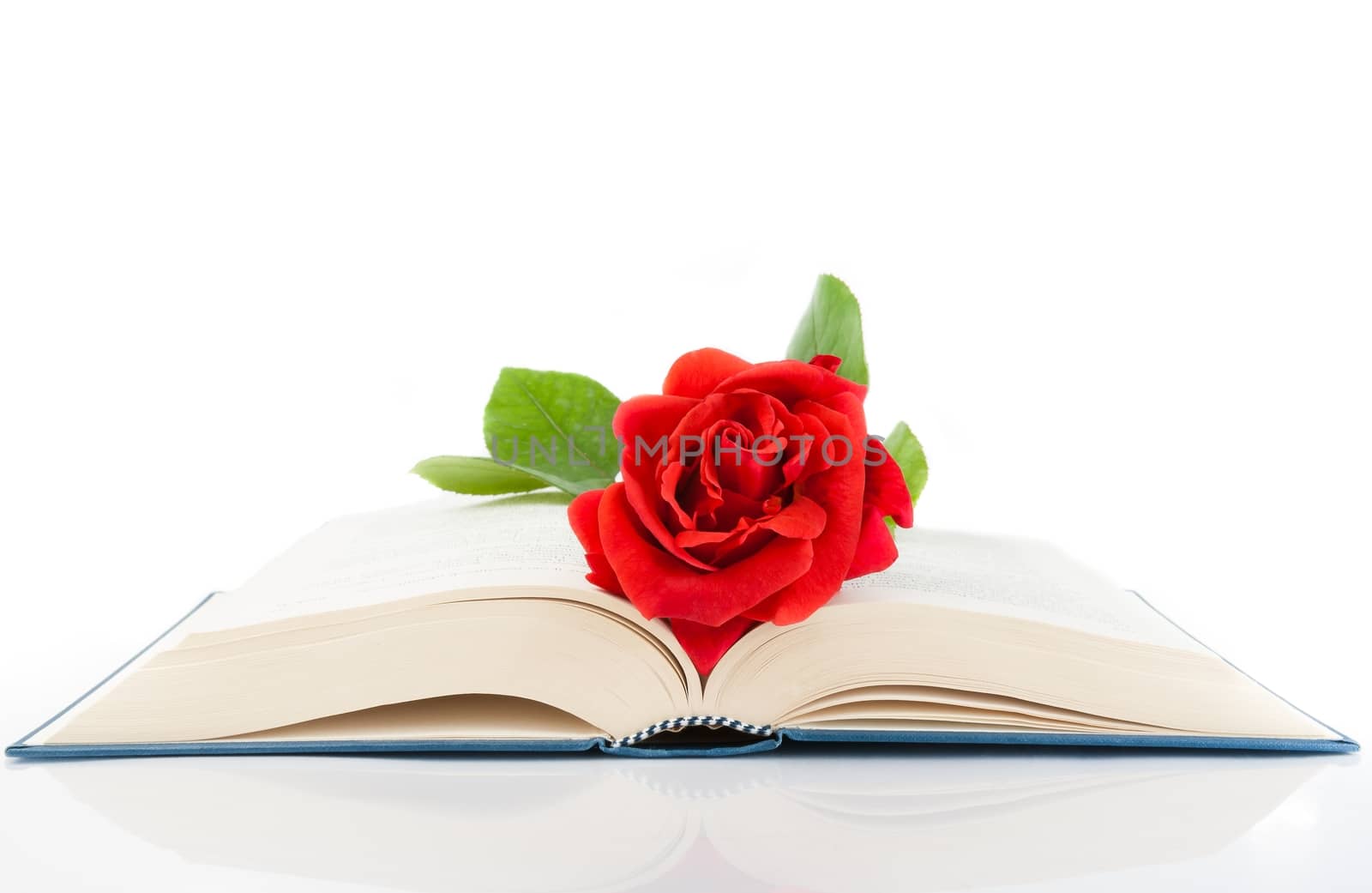 red rose on the open book on white background with space for text