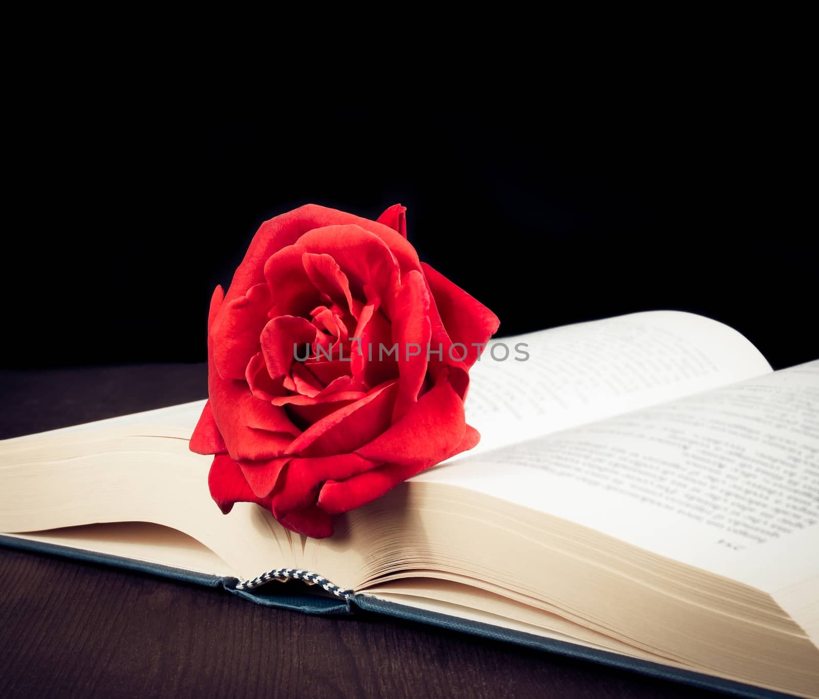 red rose on the open book with space for text by donfiore
