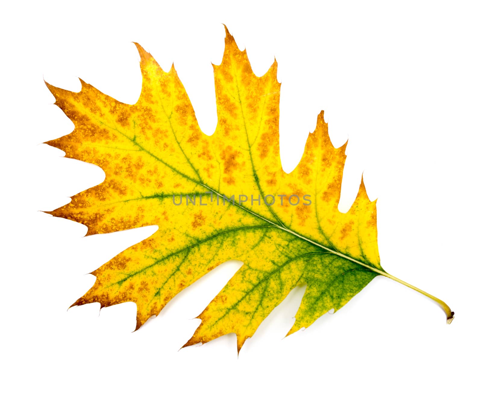 bright autumn leaf, isolated on white by DNKSTUDIO