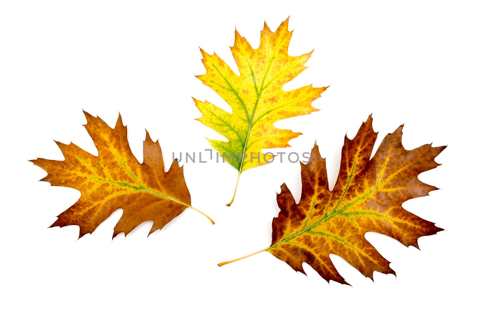 Three autumn colorful oak leaves on white background