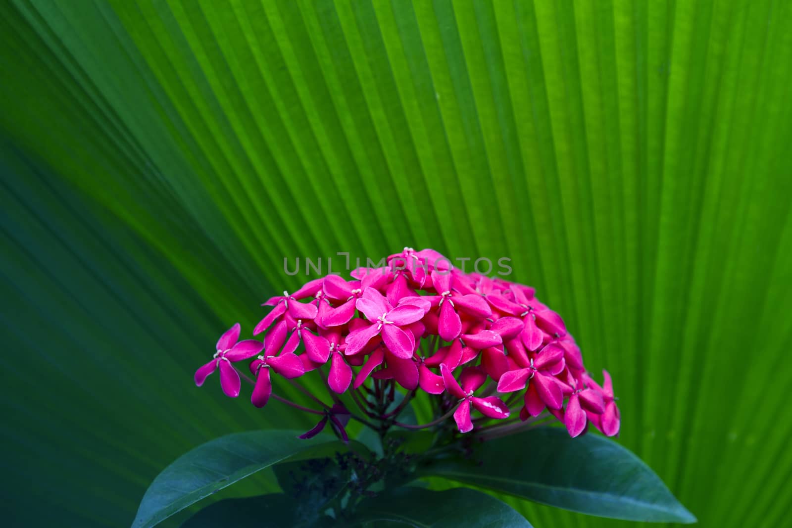 The pink West Indian Jasmine (Scientific name : Ixora chinensis Lamk).