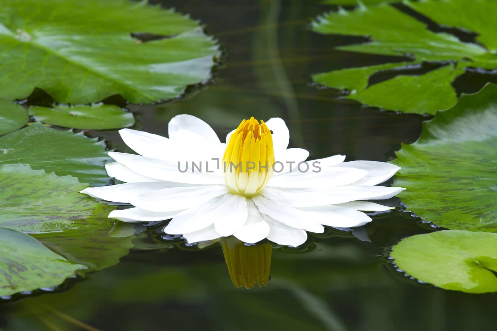 Blue Water Lily in the lake