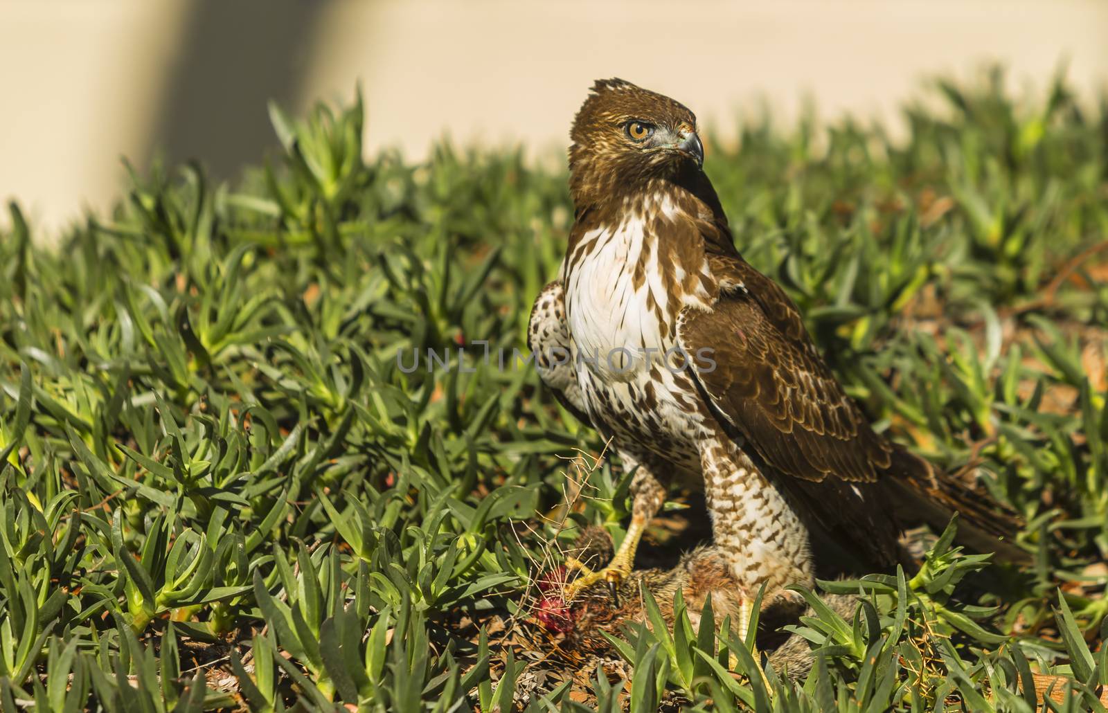 Juvenile red tailed hawk with squirrel prey on ground