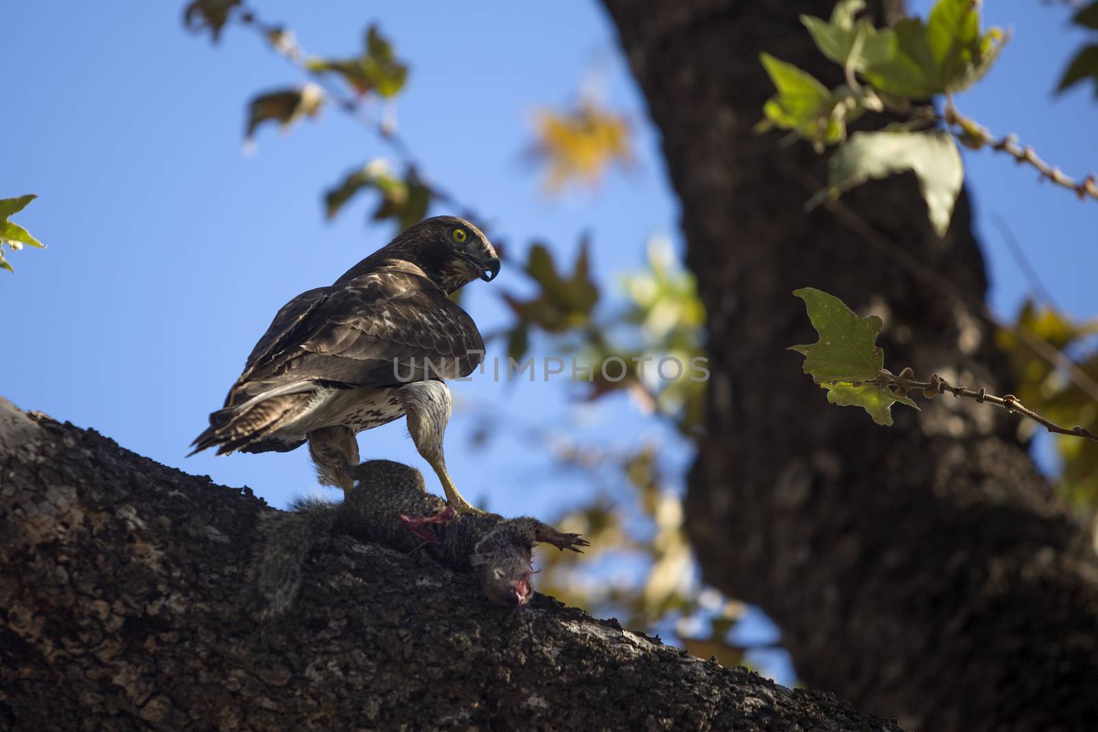 Juvenile Red Tailed Hawk with Prey by Creatista