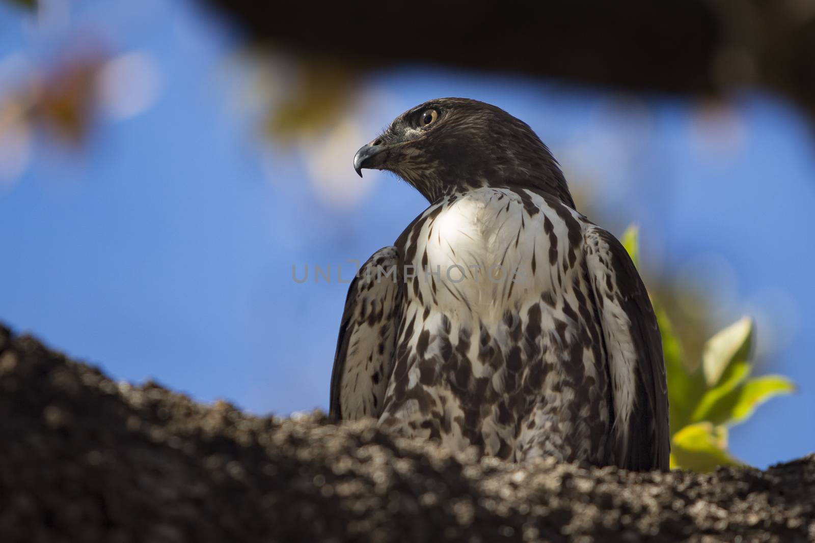 Juvenile red tailed hawk perched on tree branch