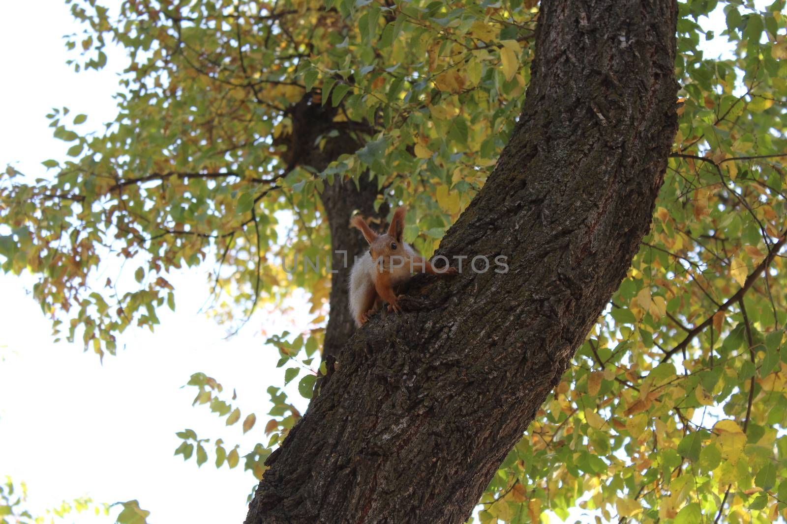 Red squirrel sitting on the tree.