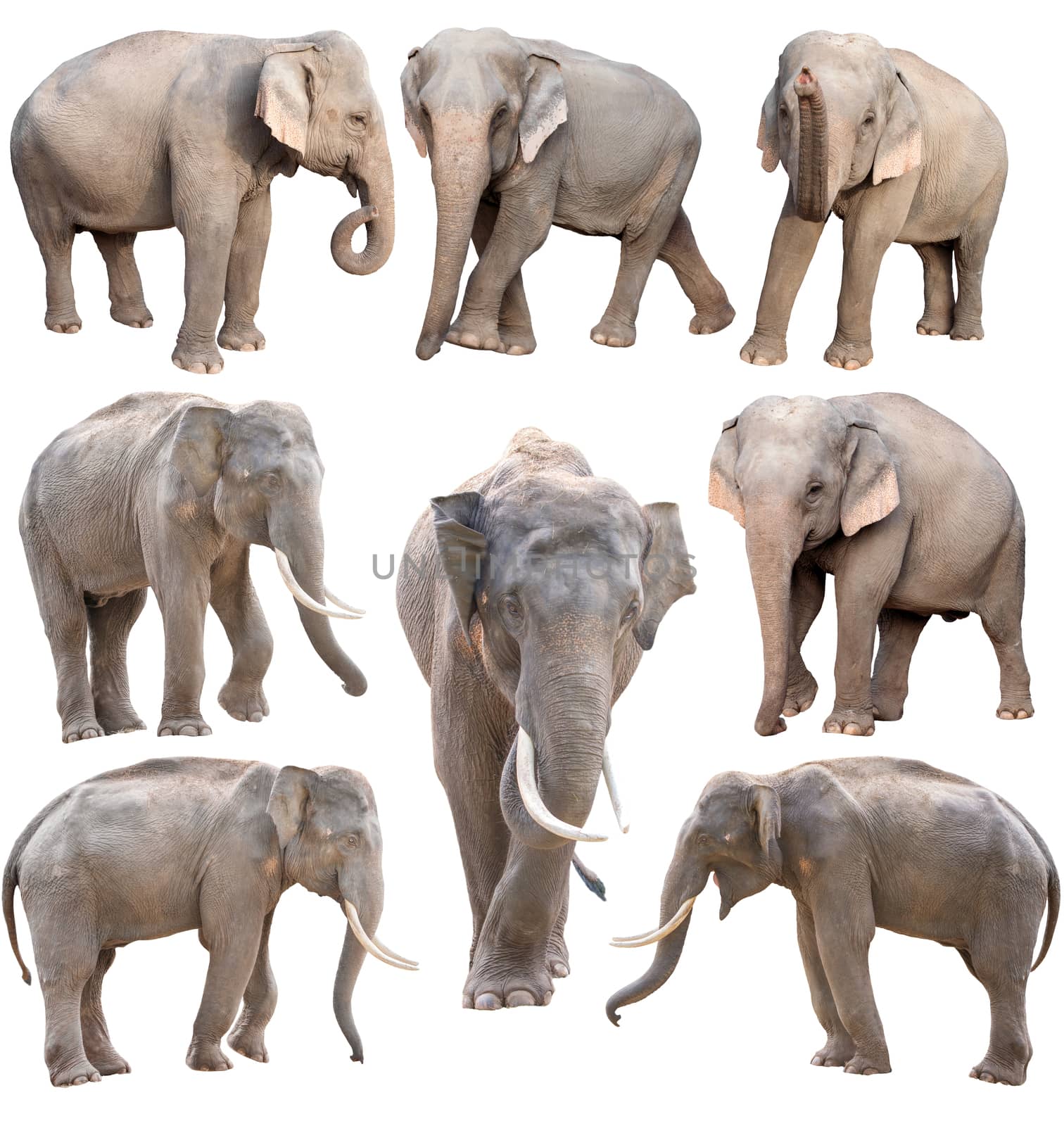 female and male asia elephant isolated on white background