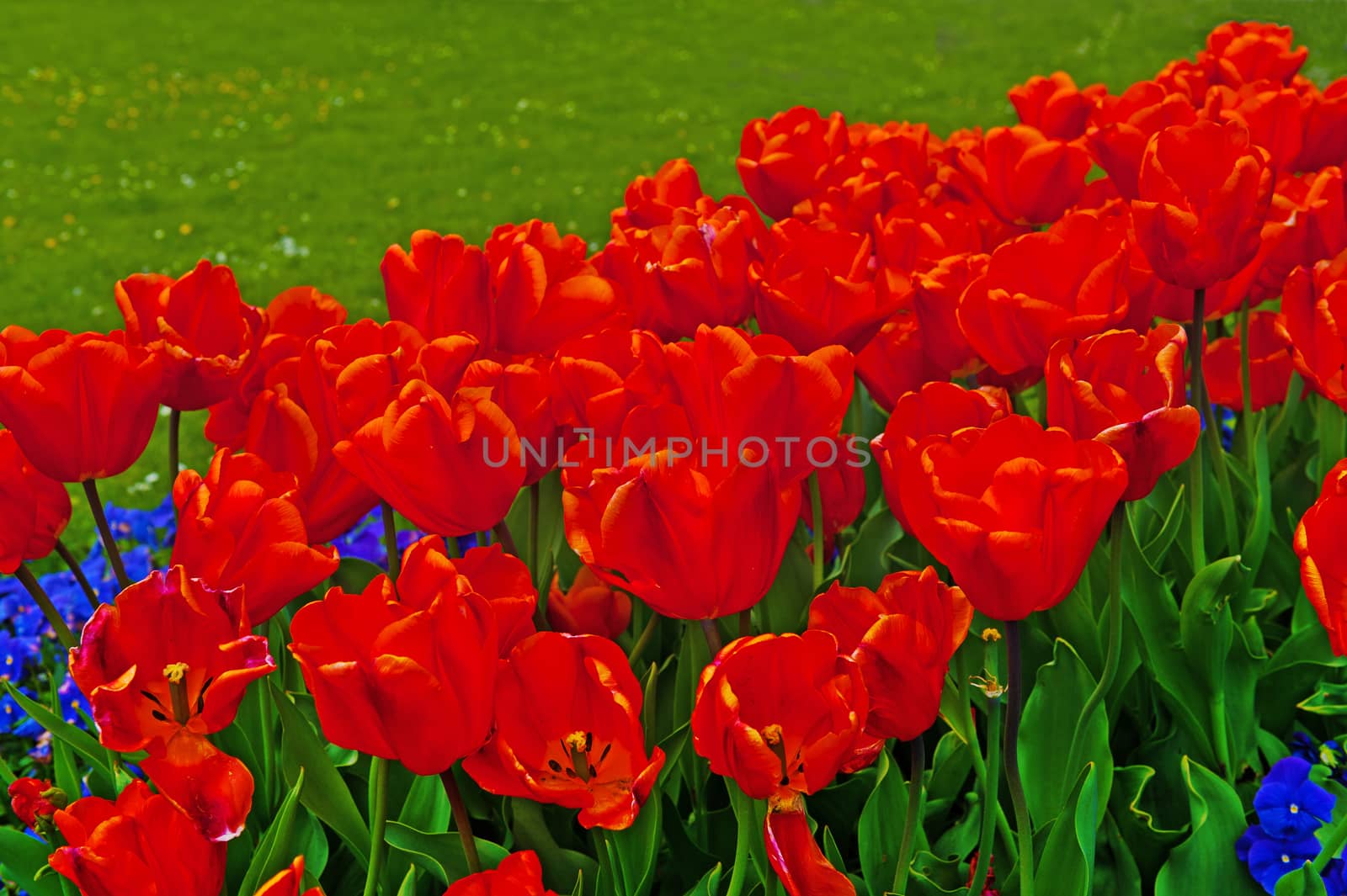 Landscaped Park with Flower Bed in Switzerland