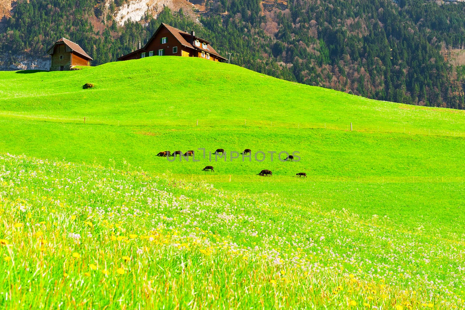 Goats Grazing on Green Pasture in Switzerland