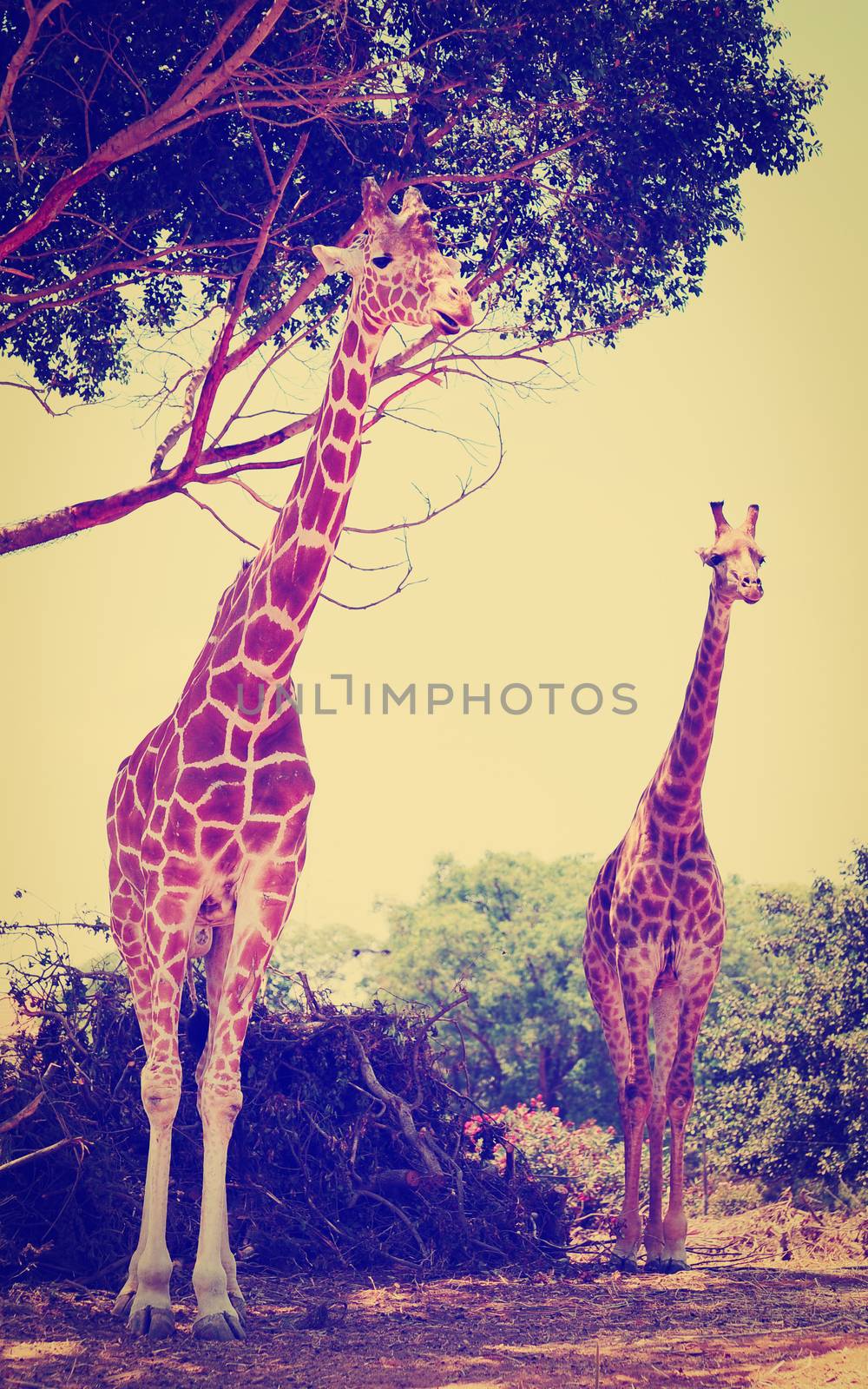 Two Reticulated Giraffes  Near the Tree, Instagram Effect