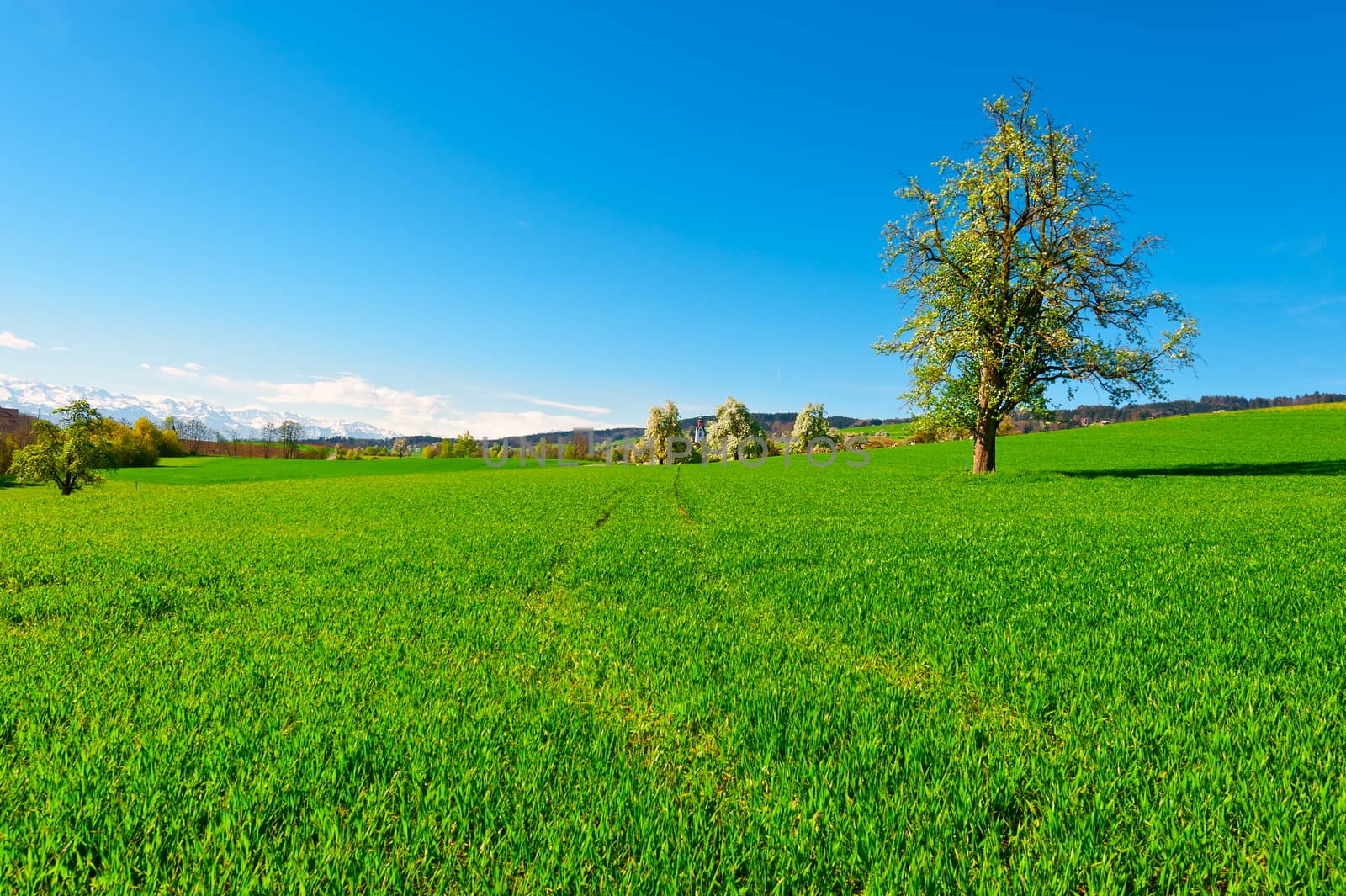 Meadows on the Background of Snow-capped Alps