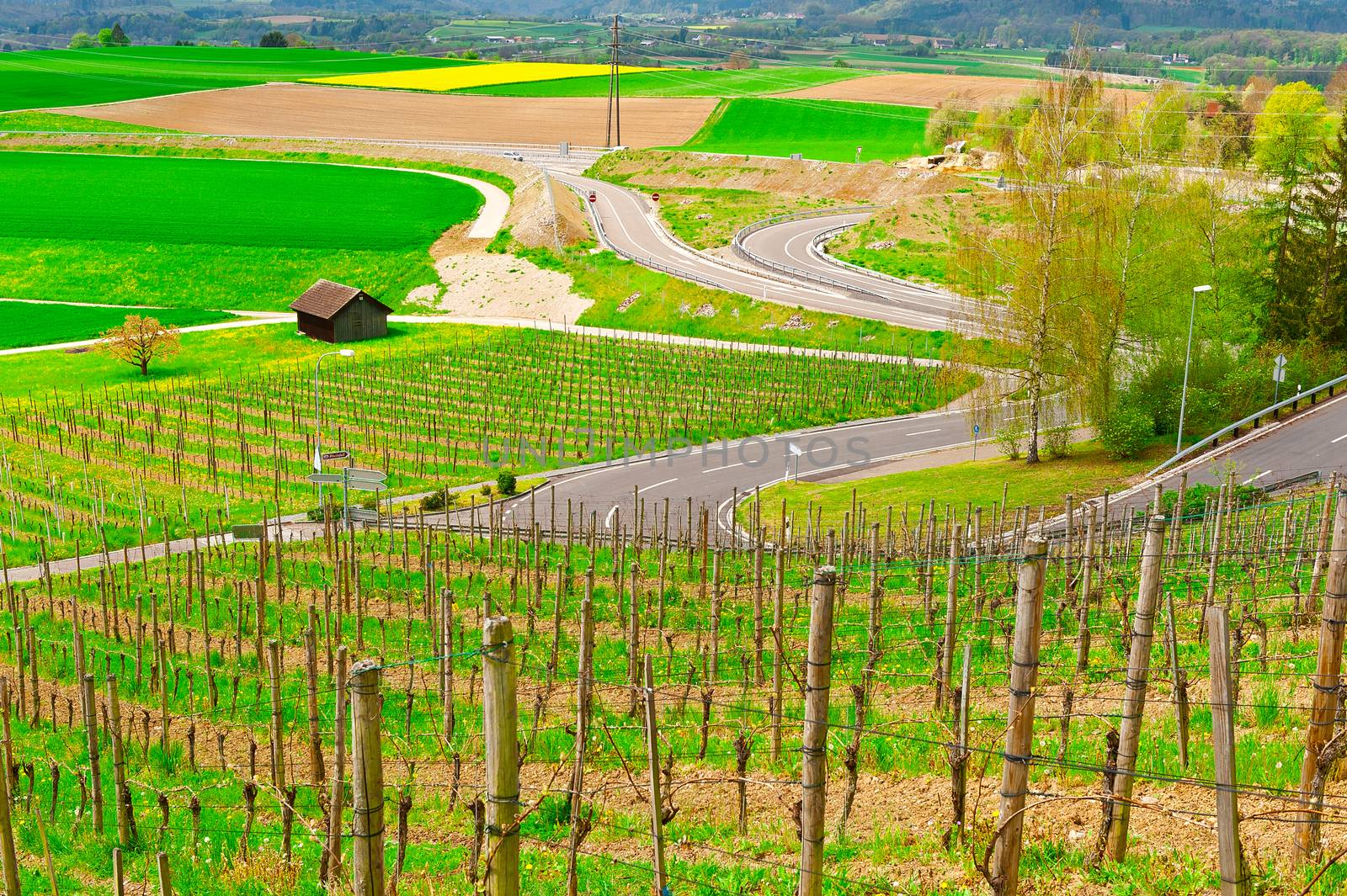 Young Vineyard on the Slopes of the Swiss Alps