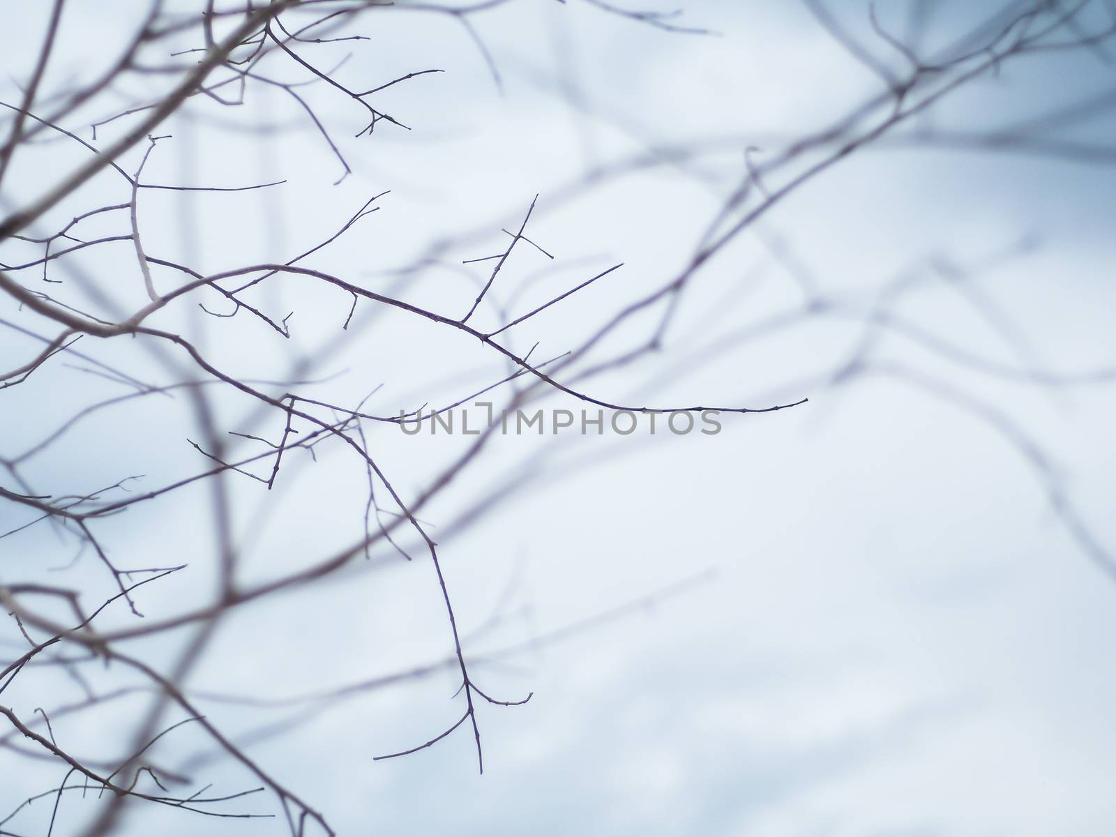 Naked branches of a tree against the gloomy sky