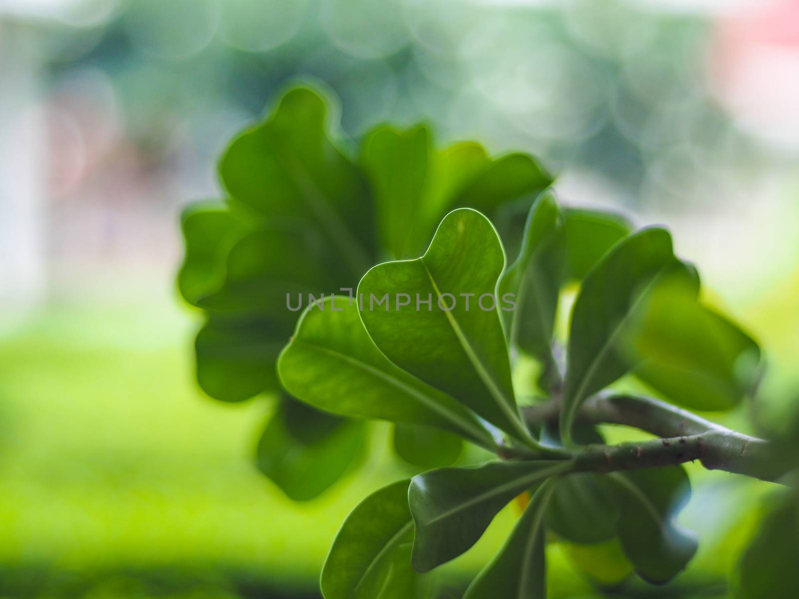 green leaves  background by simpleBE