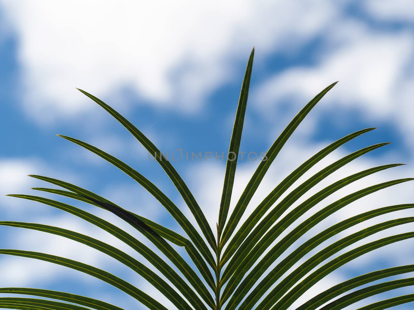 palm leaves with blue sky by simpleBE