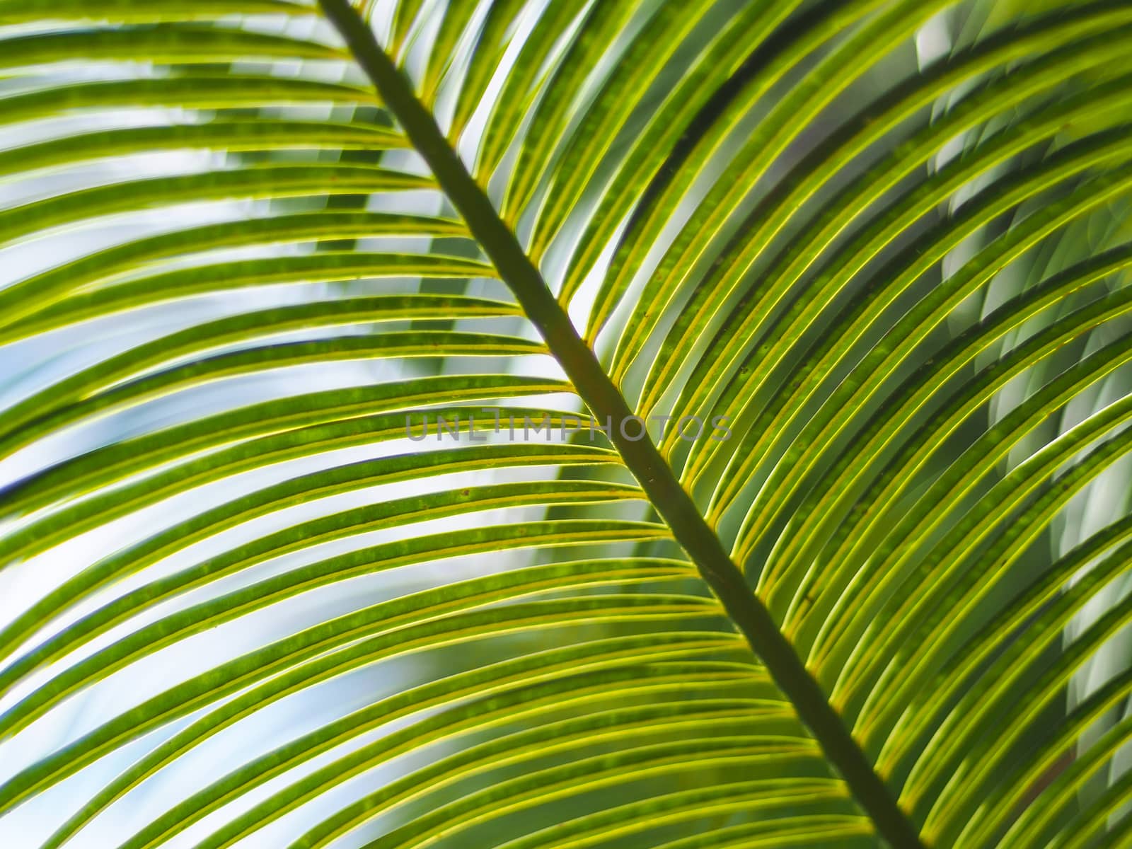 palm leaves with blue sky by simpleBE