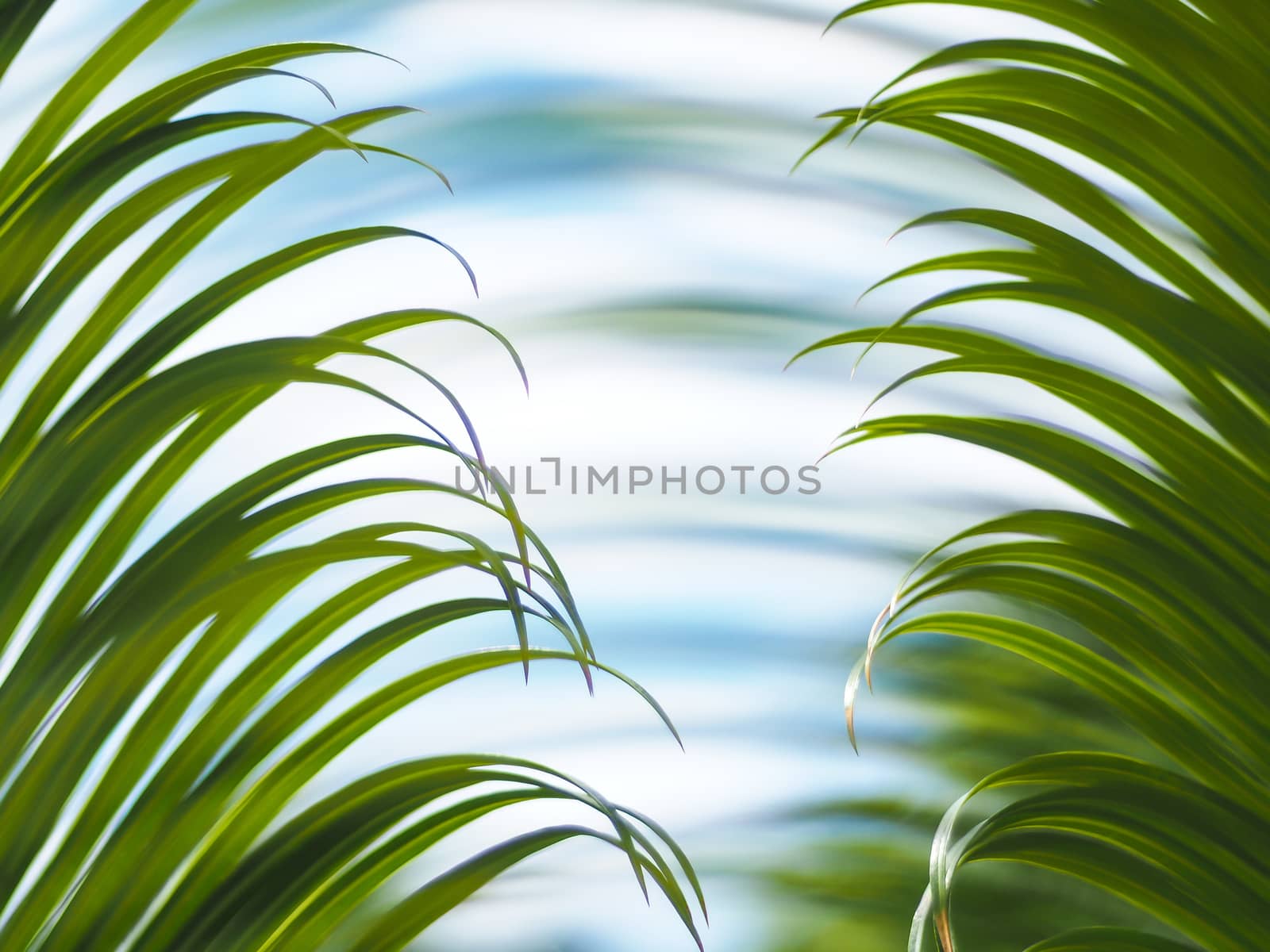 pattern of green palm leaves with blue sky
