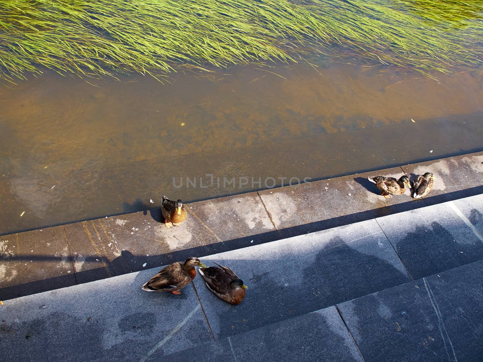 Mallard ducks in the city by small river        