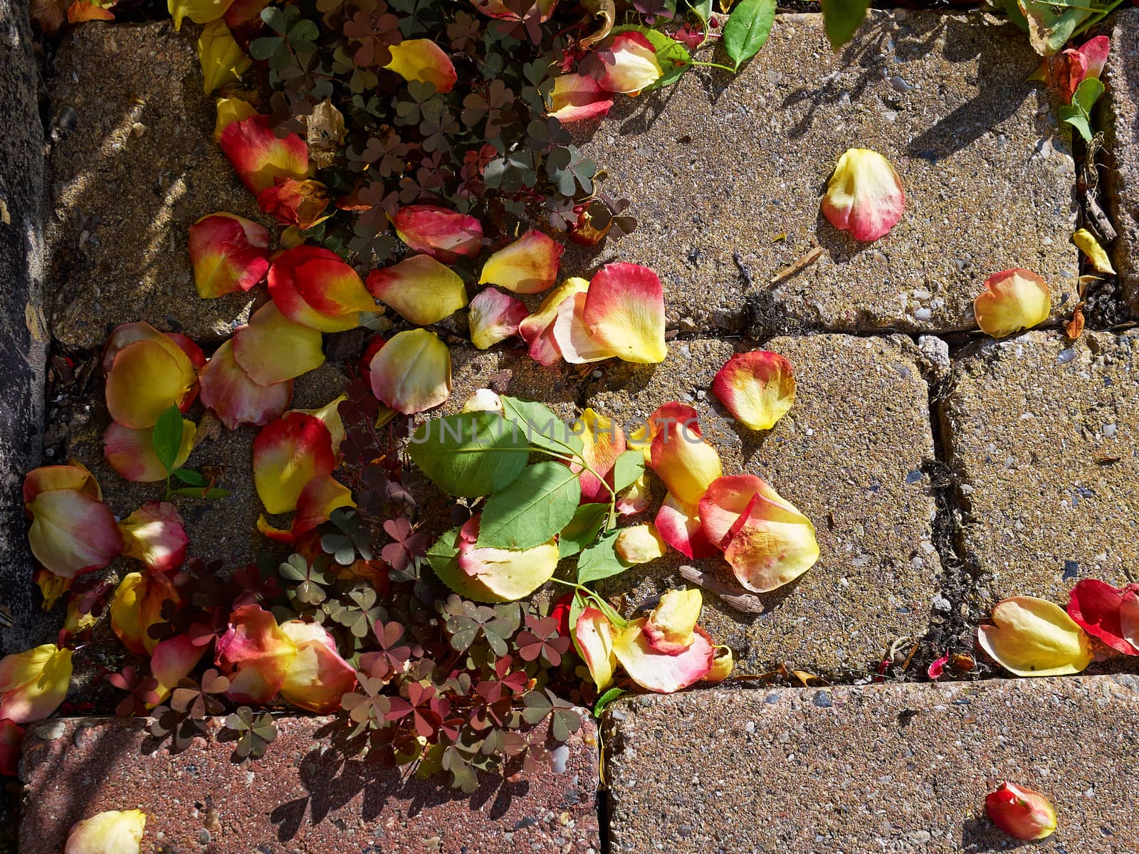 Rose petal leaves on the ground by Ronyzmbow