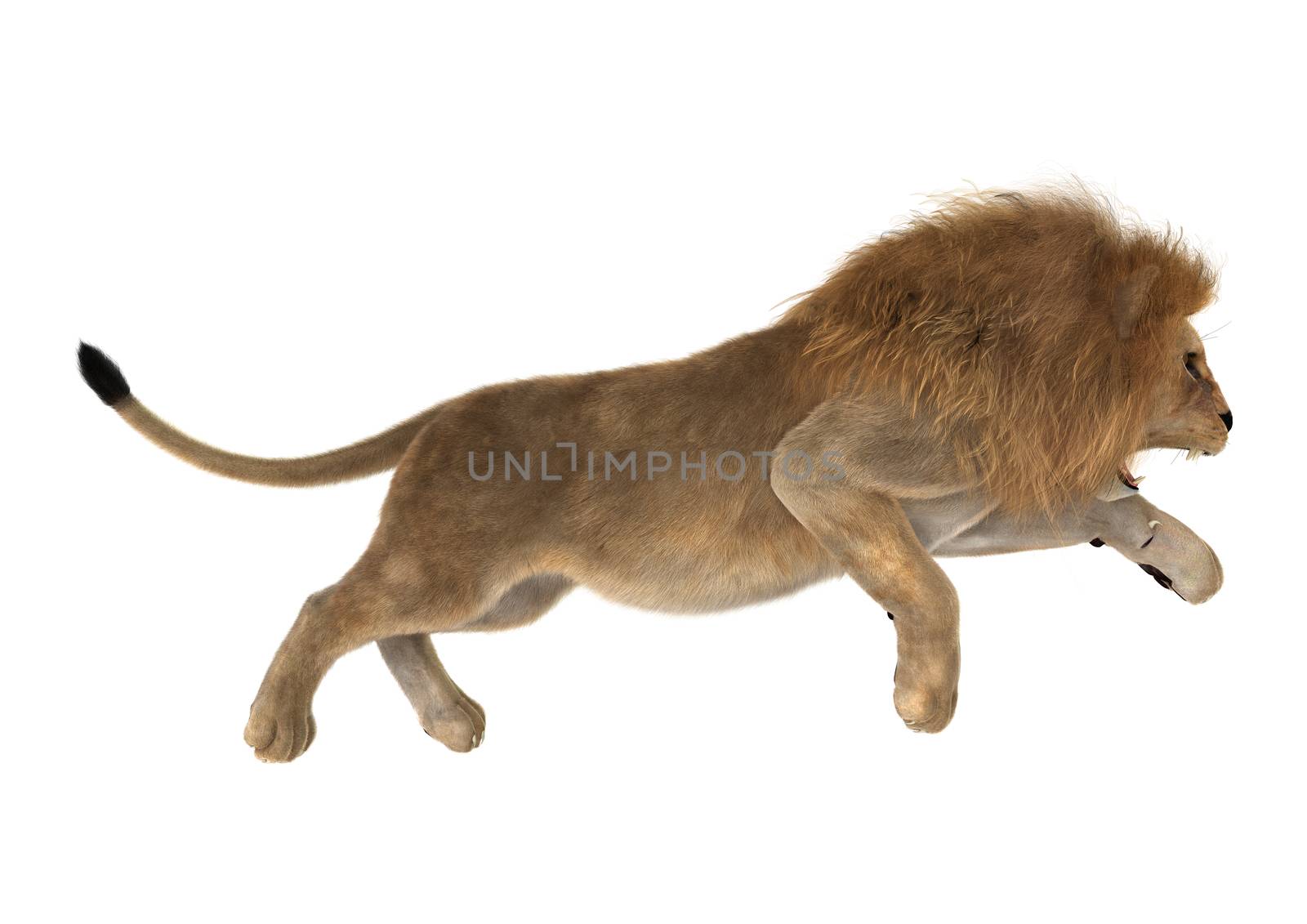 3D digital render of a male lion hunting isolated on white background