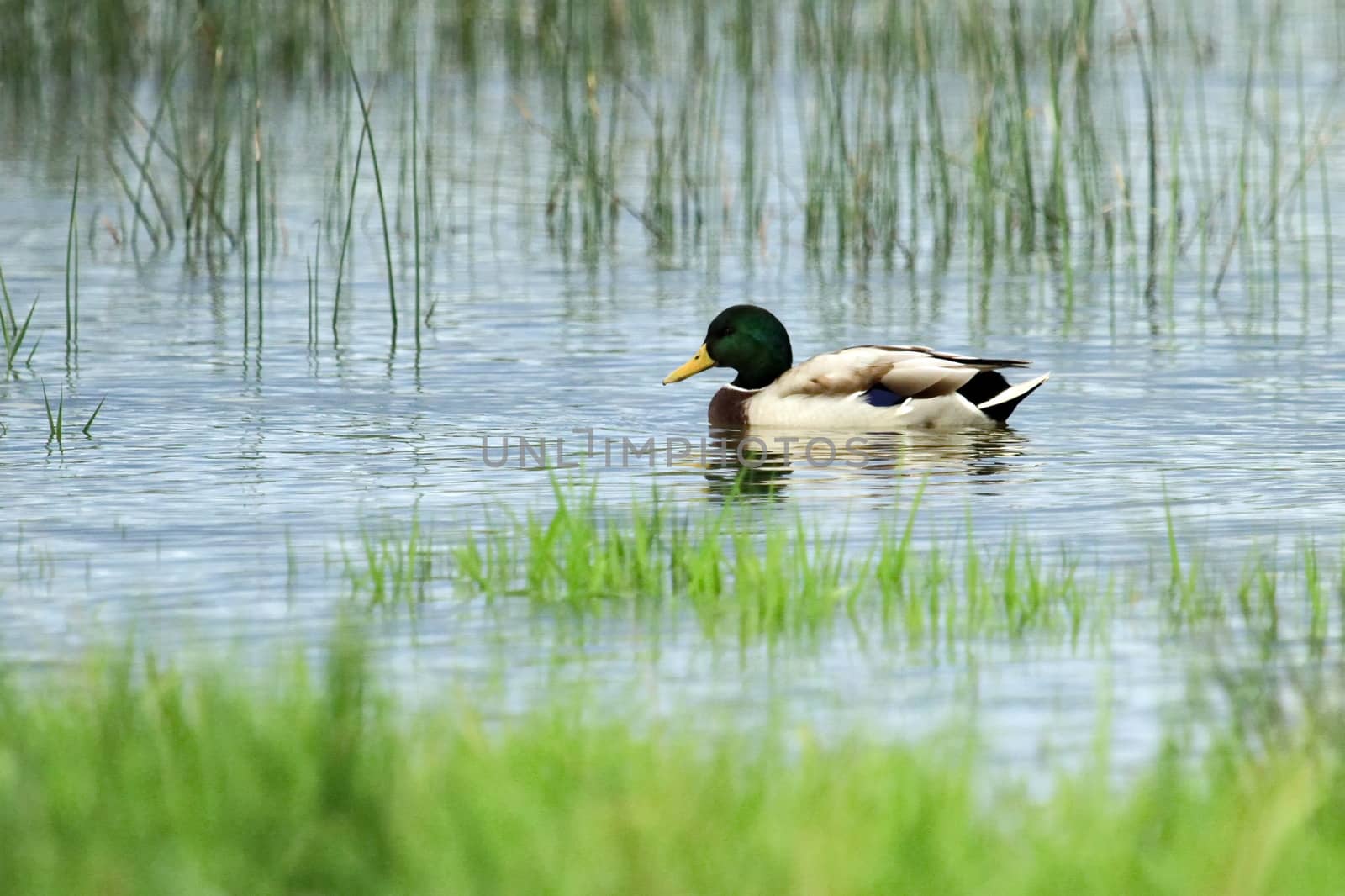 Male mallard or wild duck, anas platyrhynchos, floating on the water among grass