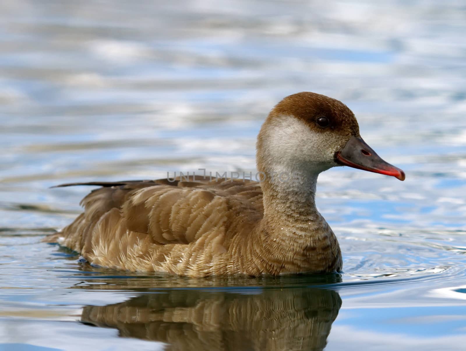 Red-crested female pochard duck, netta rufina, portrait