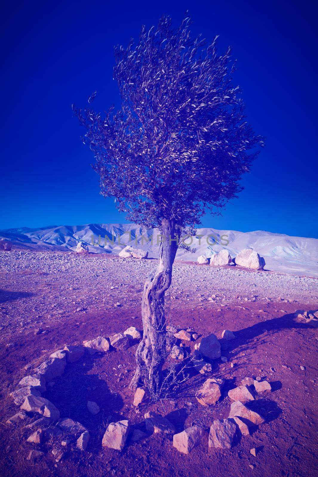 Olive  on the Slopes of the Mountains of Samaria, Instagram Effect