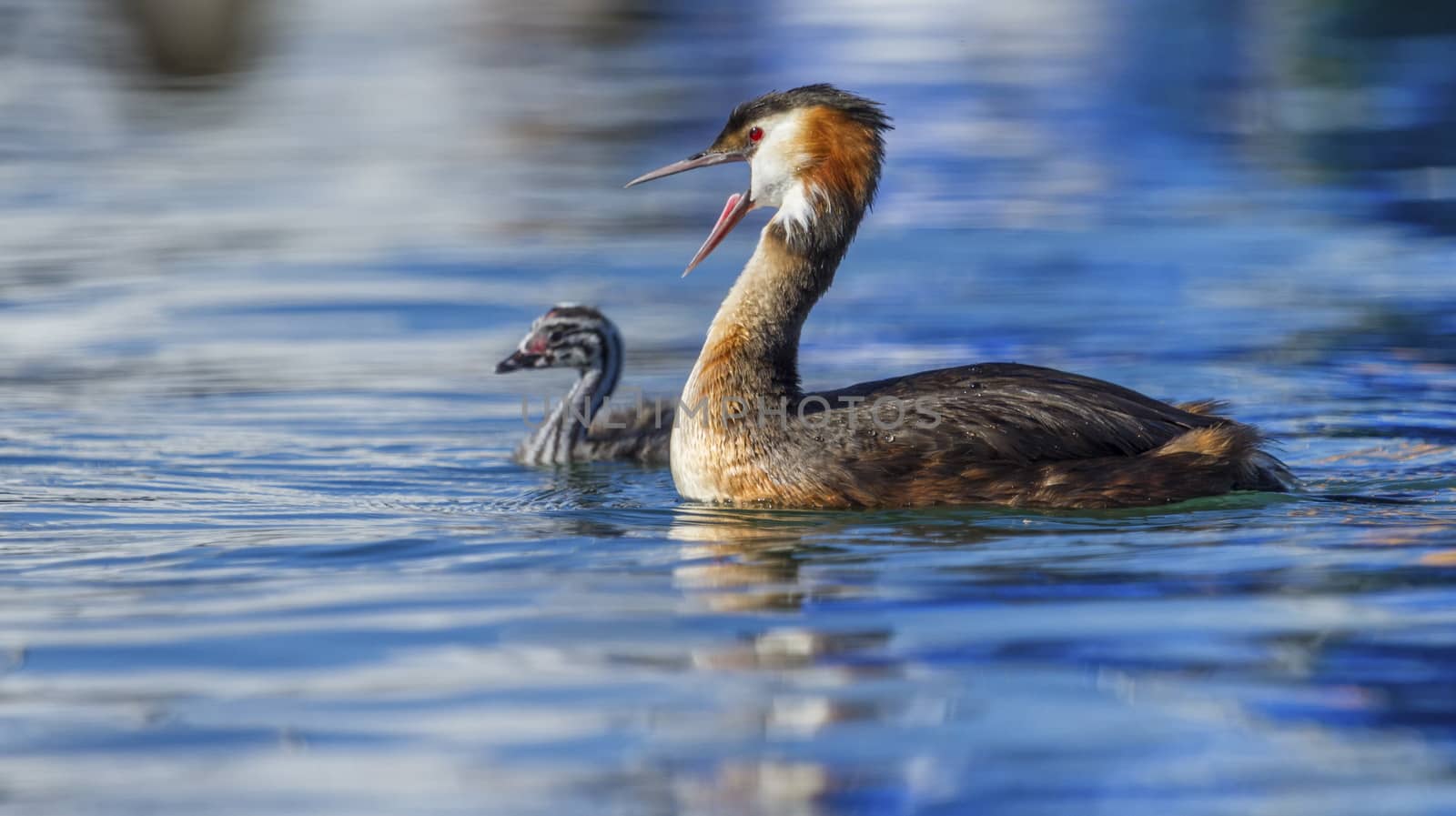 Crested grebe, podiceps cristatus, duck and baby by Elenaphotos21