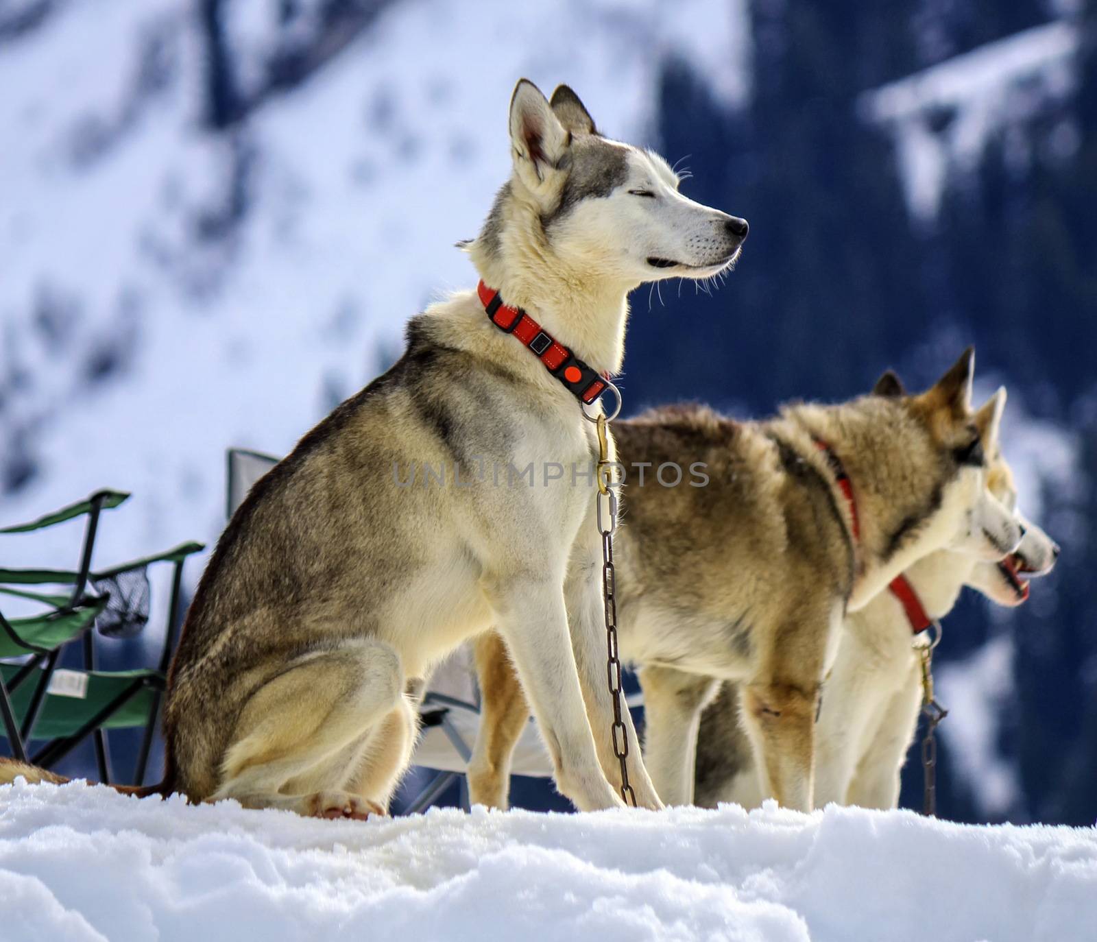 Siberian husky dogs wearing red necklace portrait and cloudy sky background