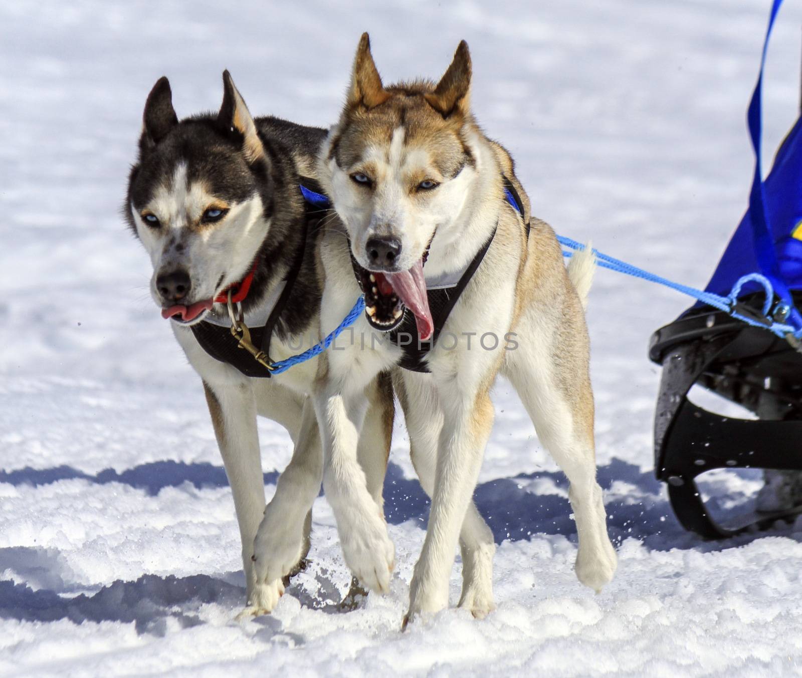 Husky sled dog team at work by Elenaphotos21