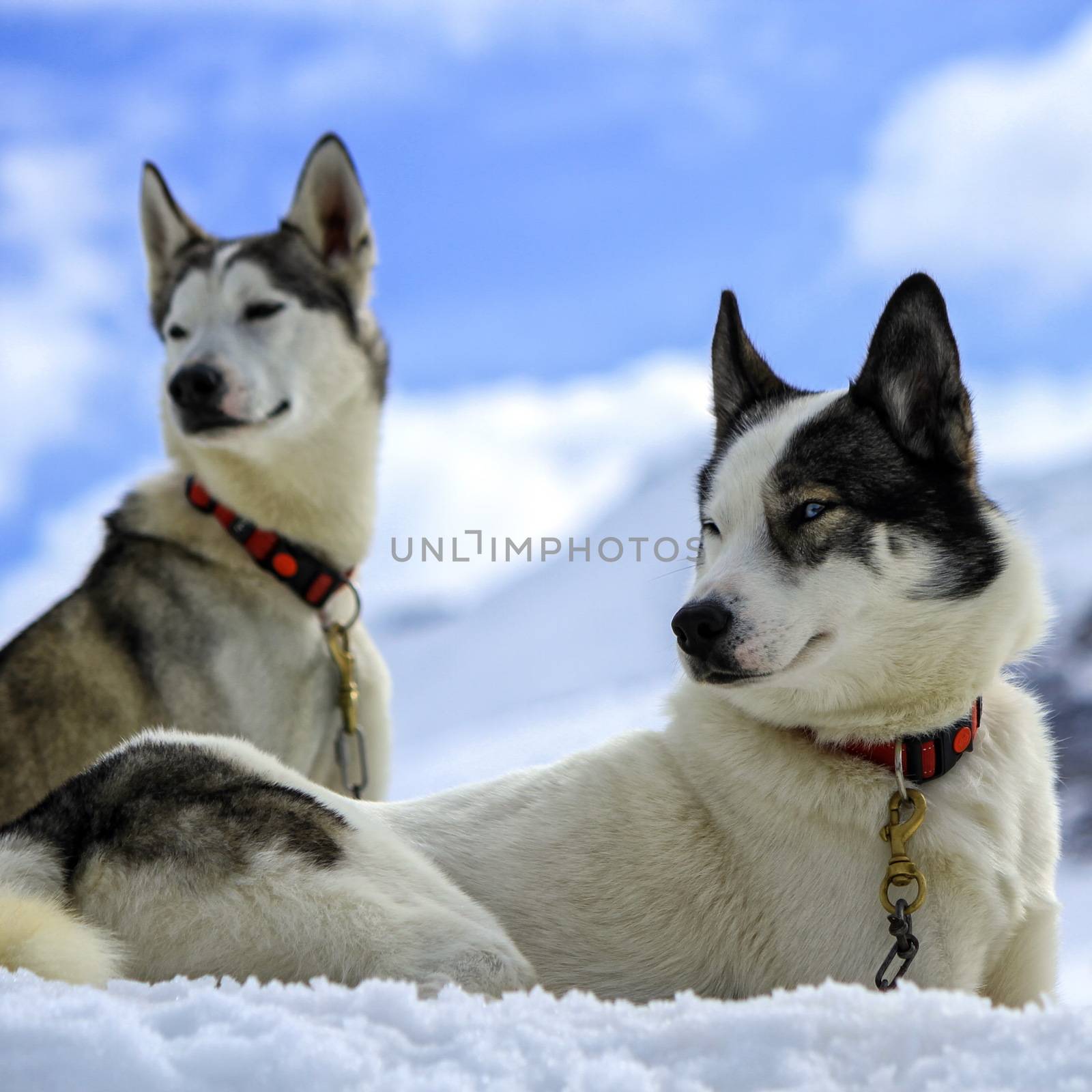 Siberian husky dogs wearing red necklace portrait and cloudy sky background
