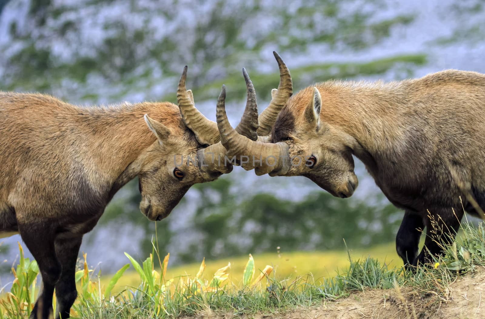 Young male wild alpine ibex, capra ibex, or steinbock fighting in Alps mountain, France