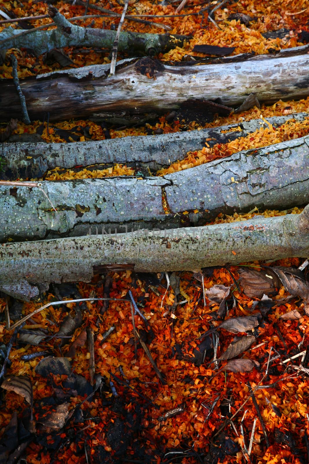 Forest in denmark in autumn after the woodcutter work