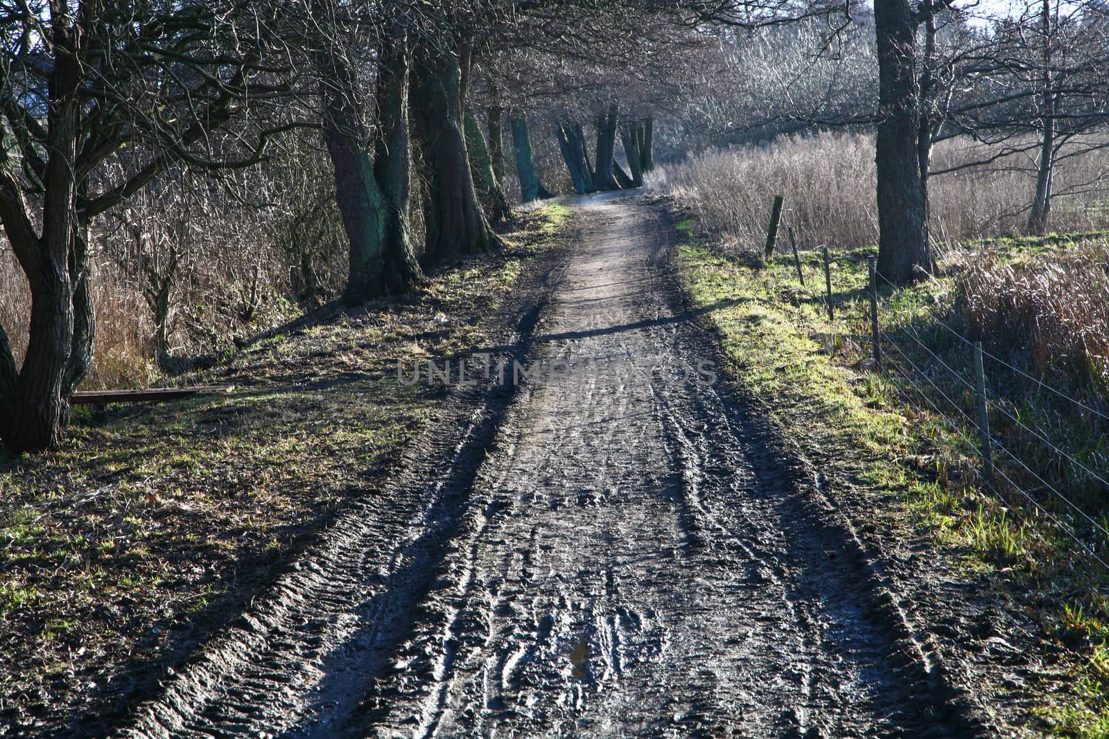 Path in a Forest in denmark in autumn