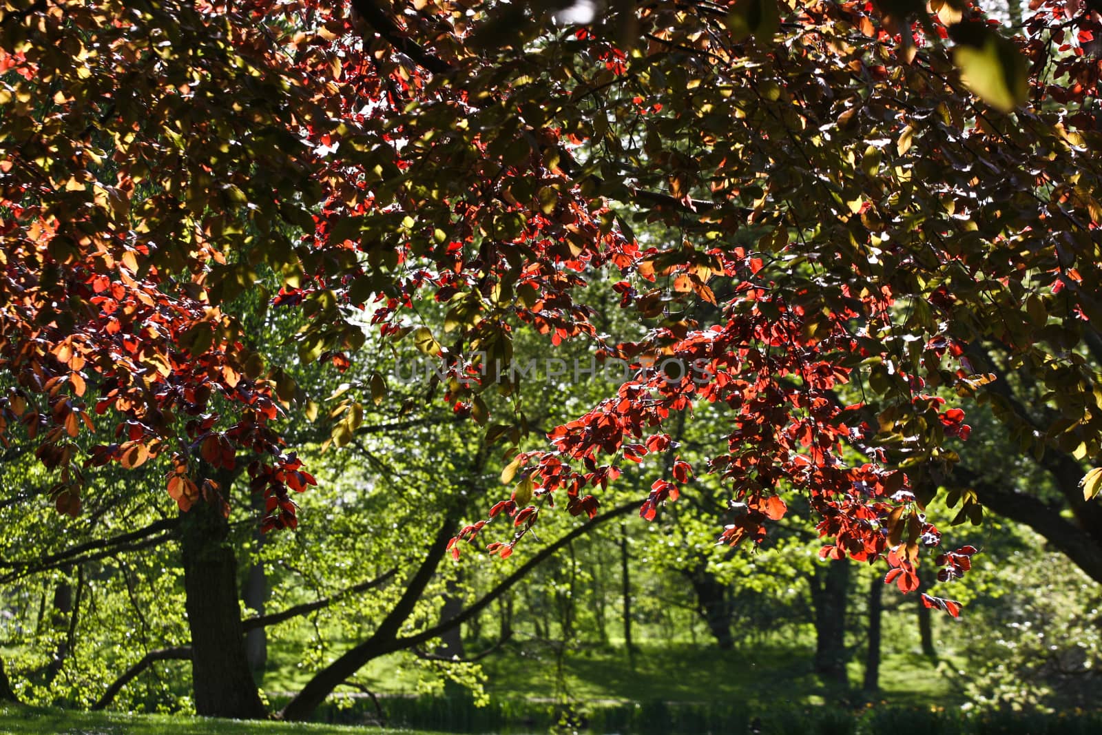 Trees details in the country side in denmark