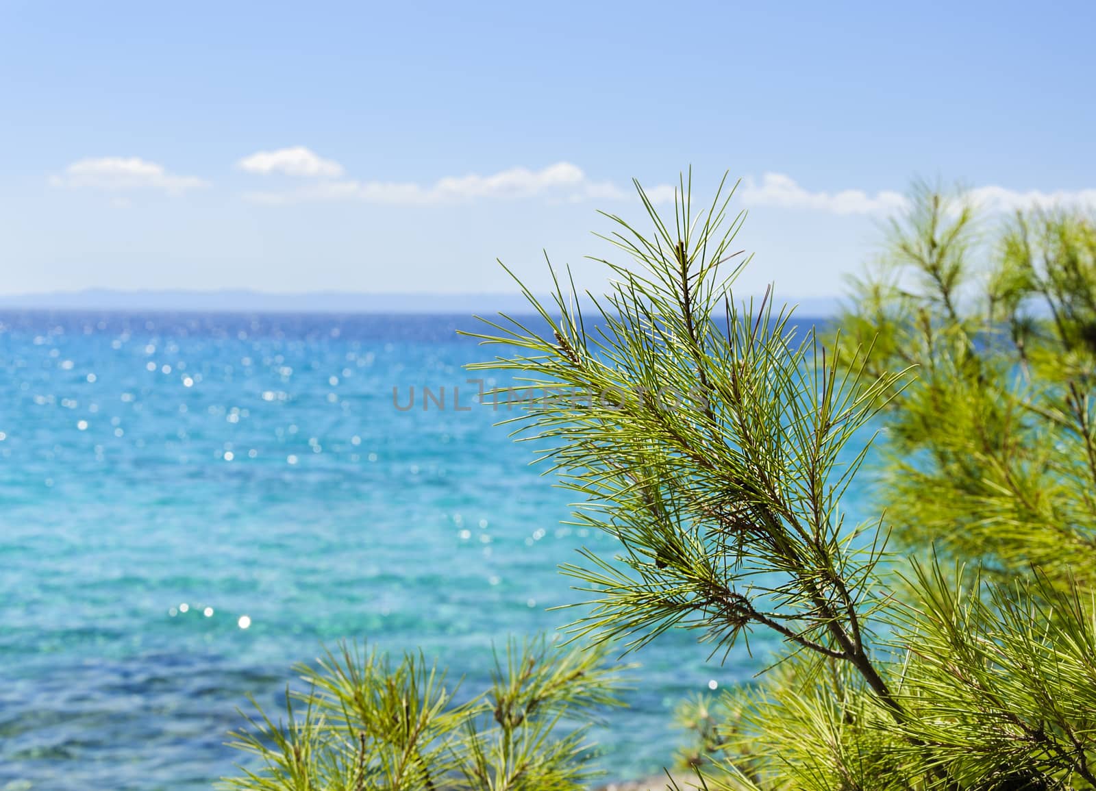 beautiful sea view with Pine branches in the foreground