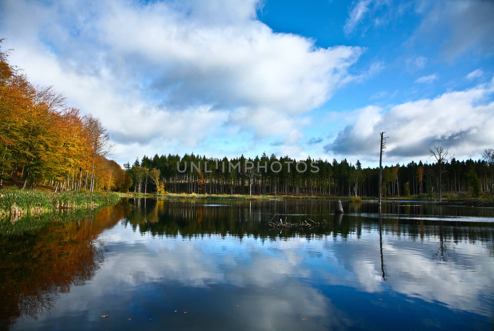 Lake in Denmark in the summer