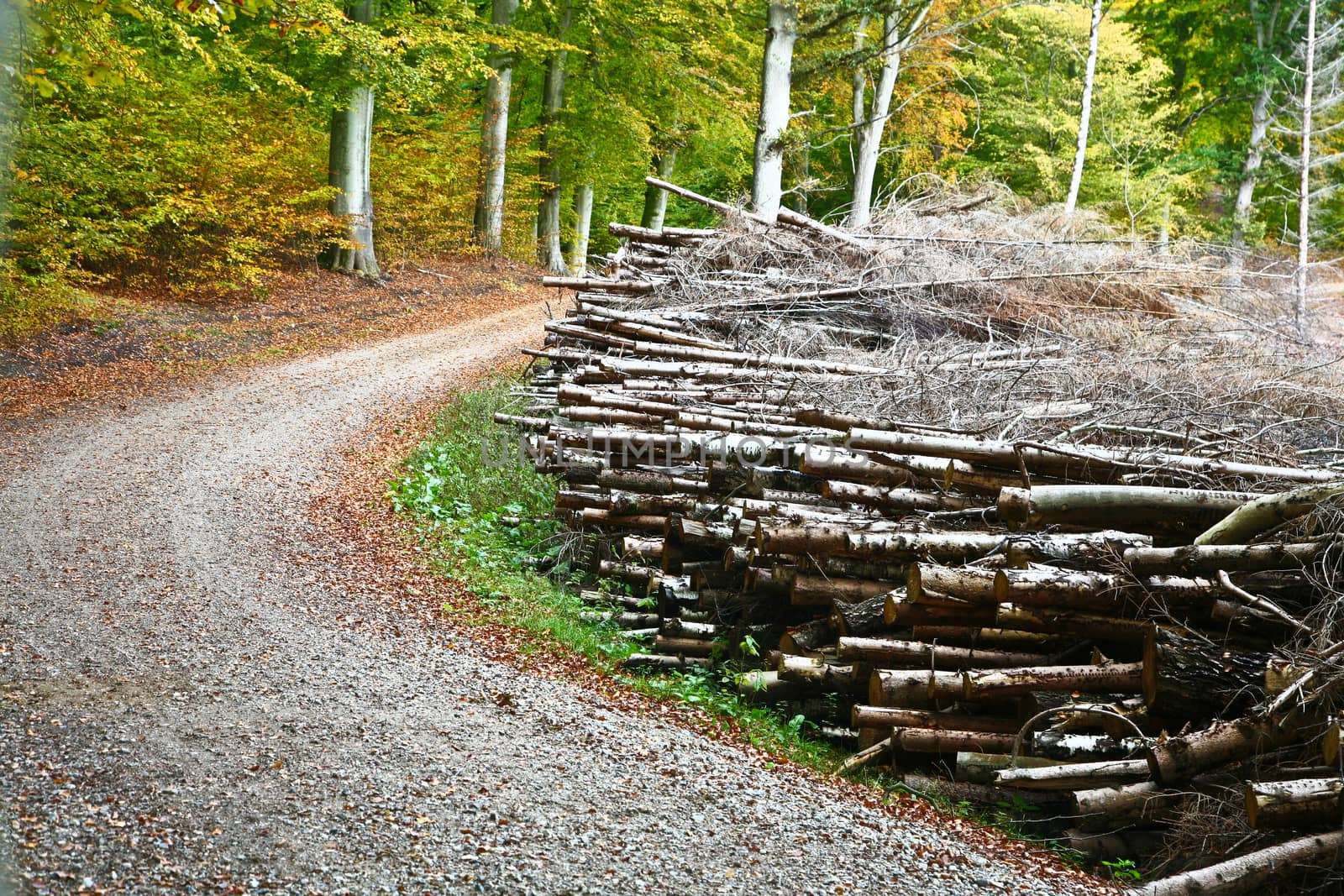 Road in a forest in denmark in autumn