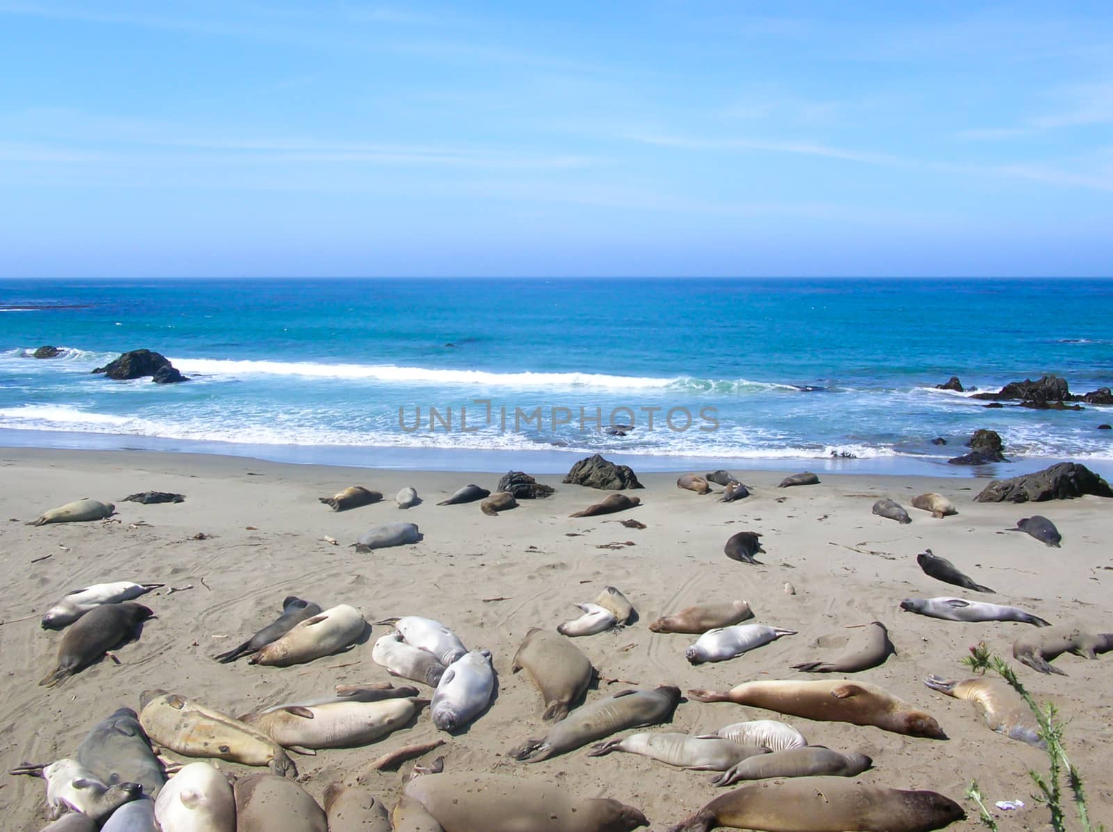 sea ​​lions asleep on the beach by Isaac74