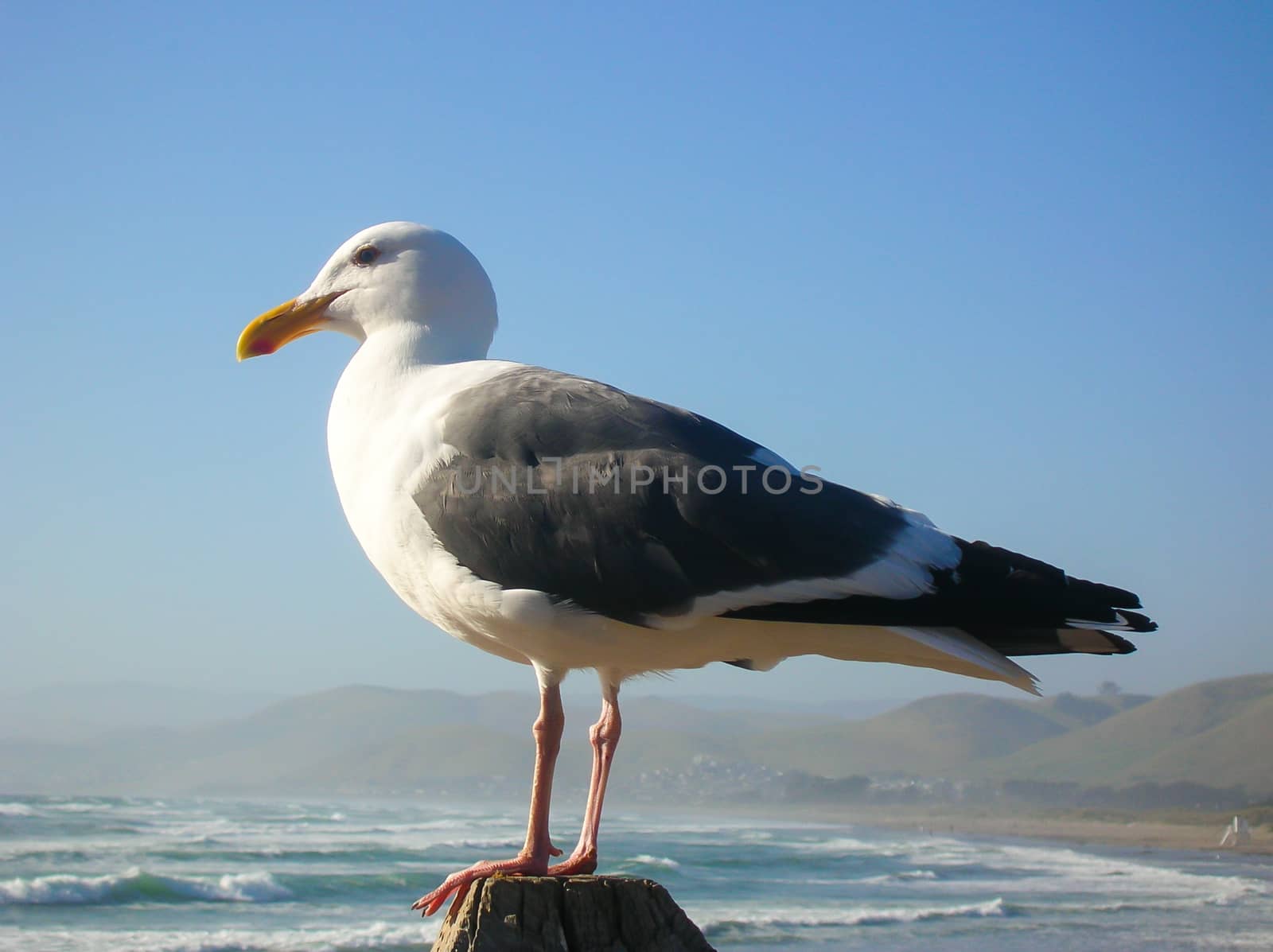 Gull on the Pacific Ocean