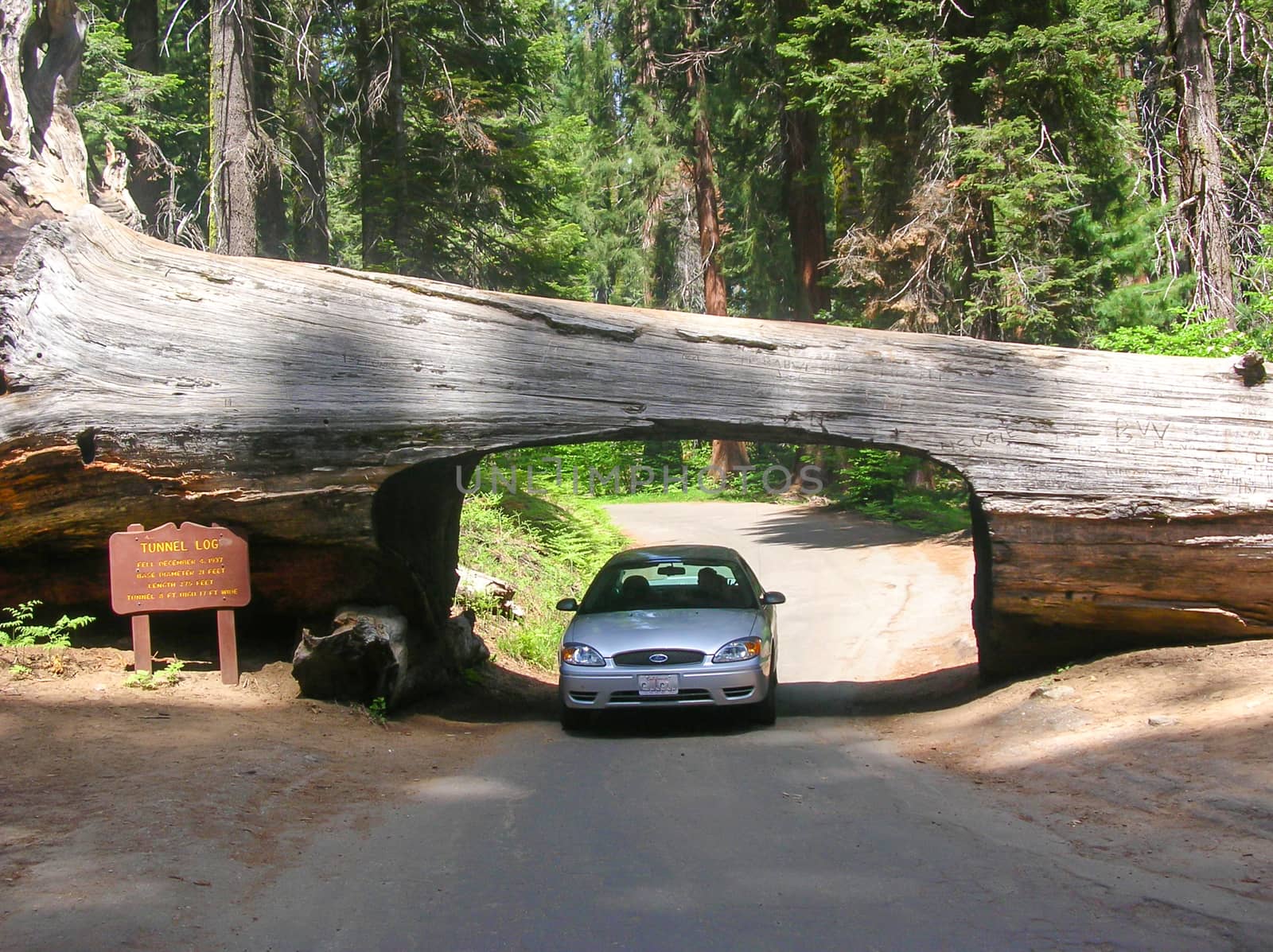 natural tunnel in the sequoia national park