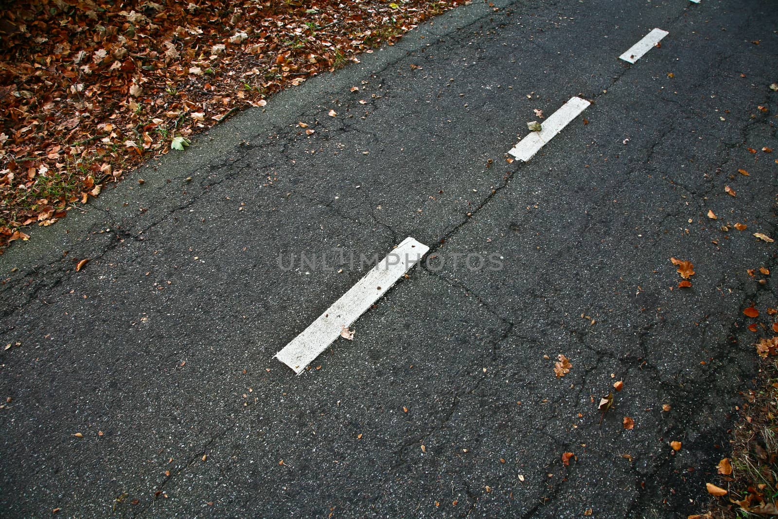 Road in a forest in denmark