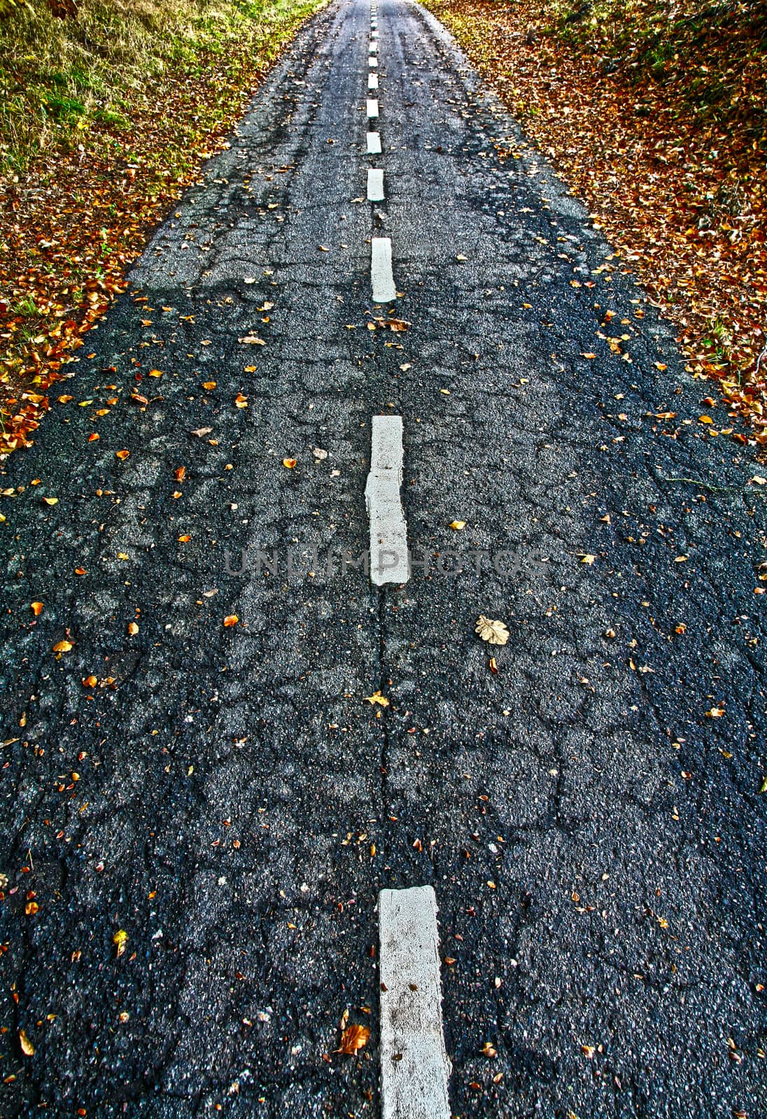 Road in a forest in denmark