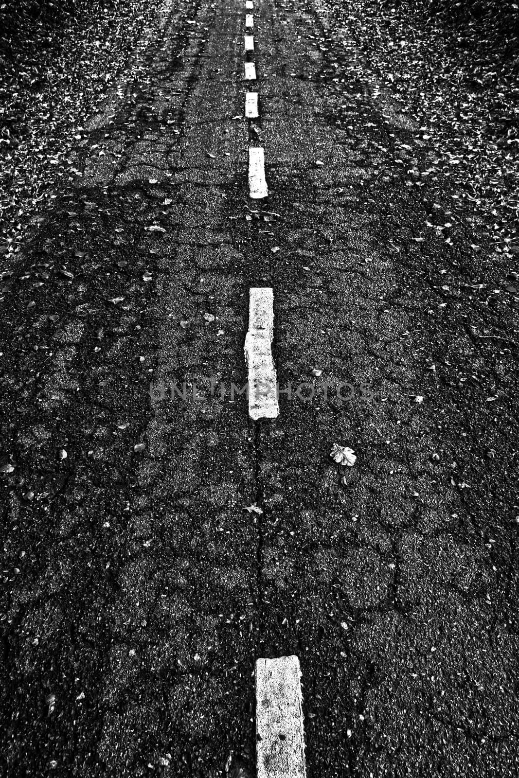 Road in a forest in denmark