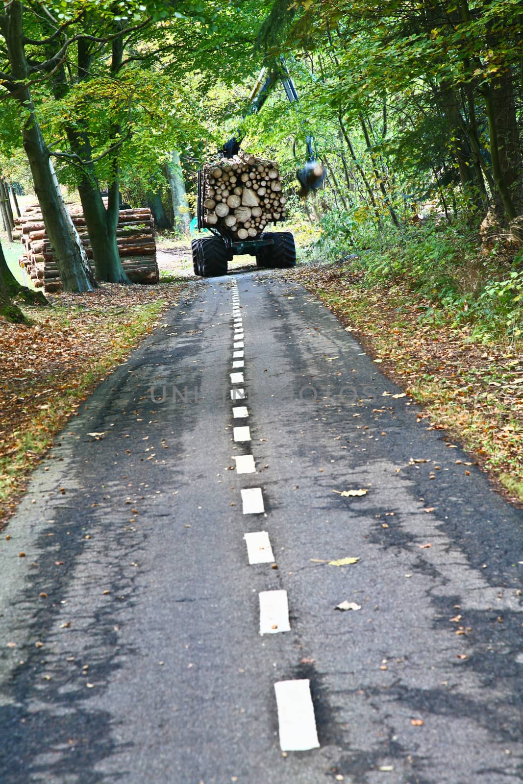 Road in a forest in denmark with woodcutters at work