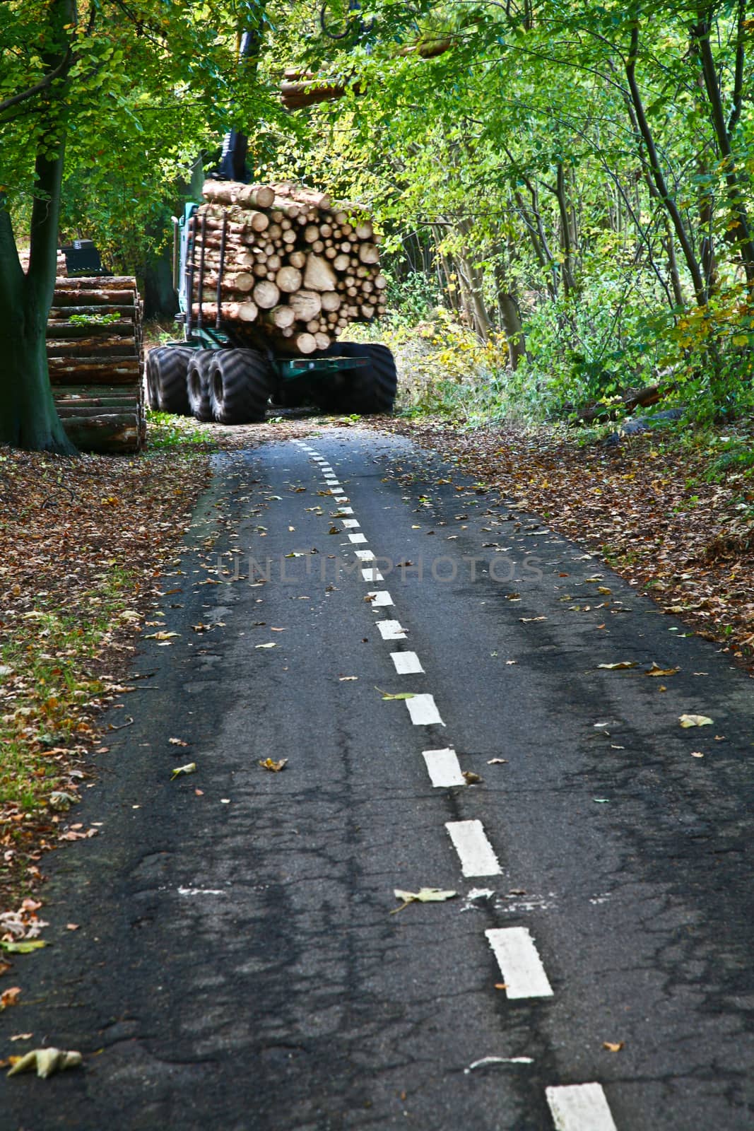 Road in a forest in denmark with woodcutters at work