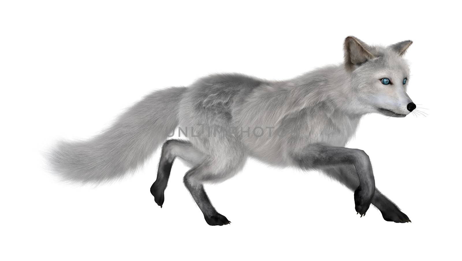 3D digital render of an arctic fox isolated on white background