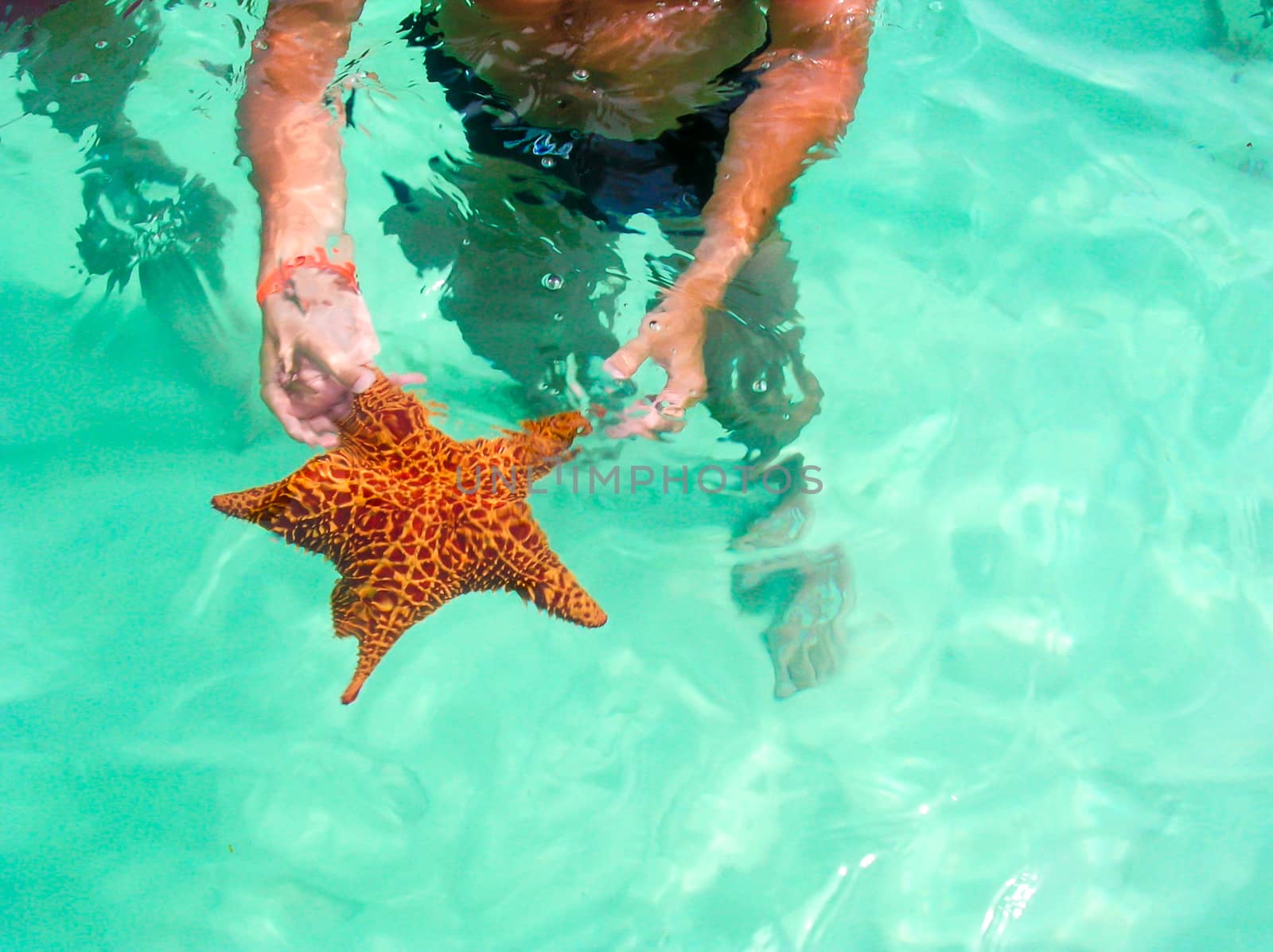 caribbean starfish by Isaac74