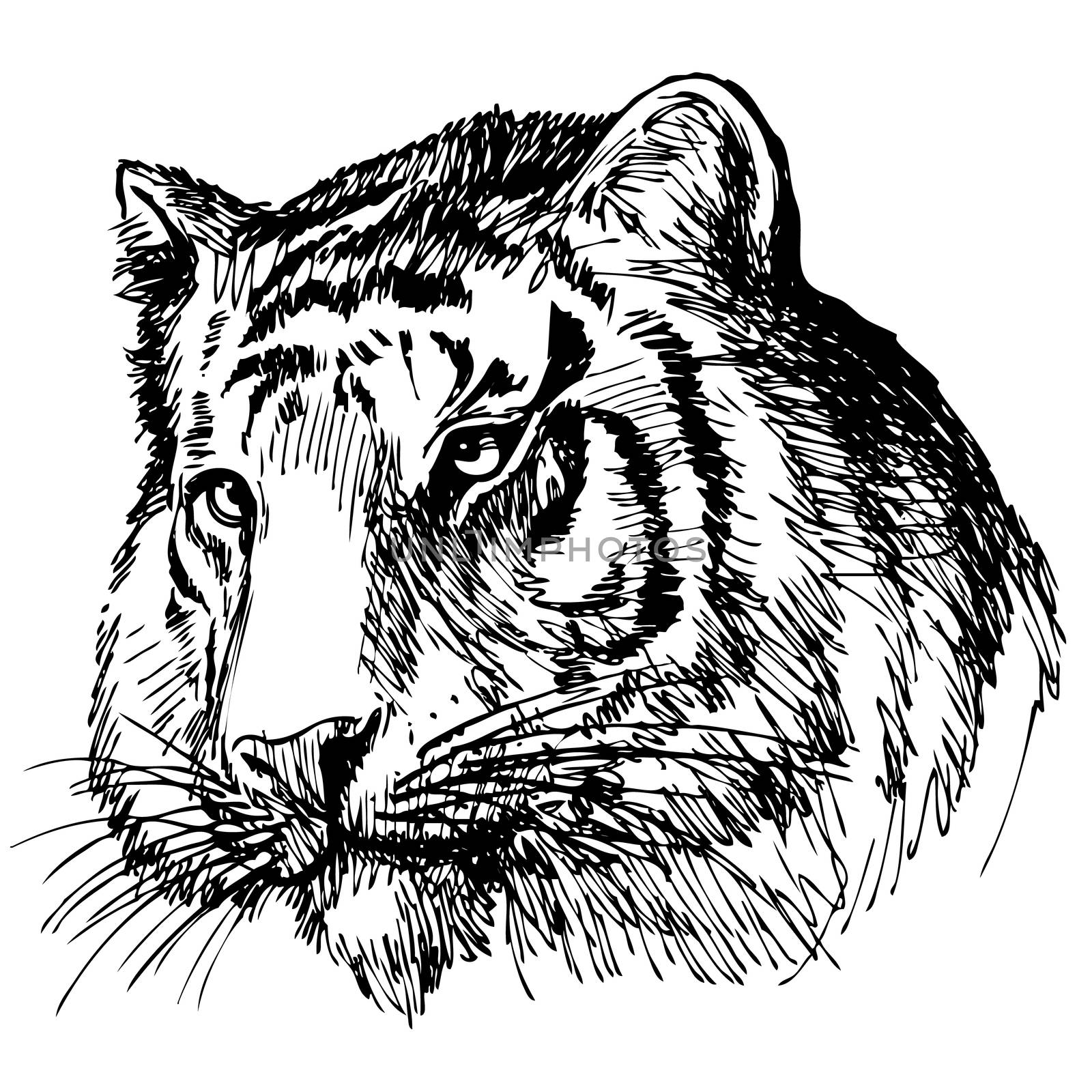 head of tiger hand drawn by simpleBE
